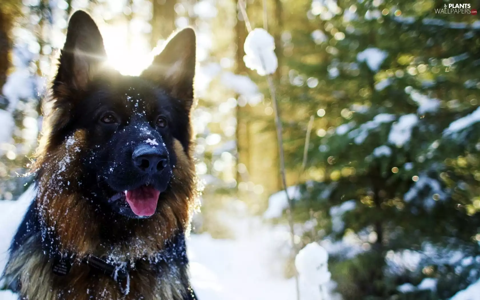 trees, snow, sheep-dog, german, dog