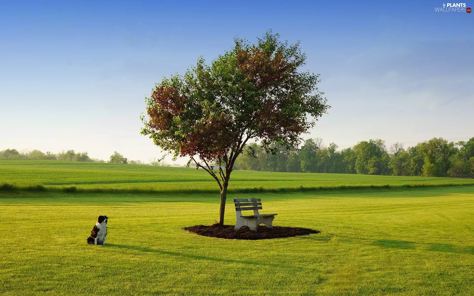 trees, dog, Field, Bench, summer