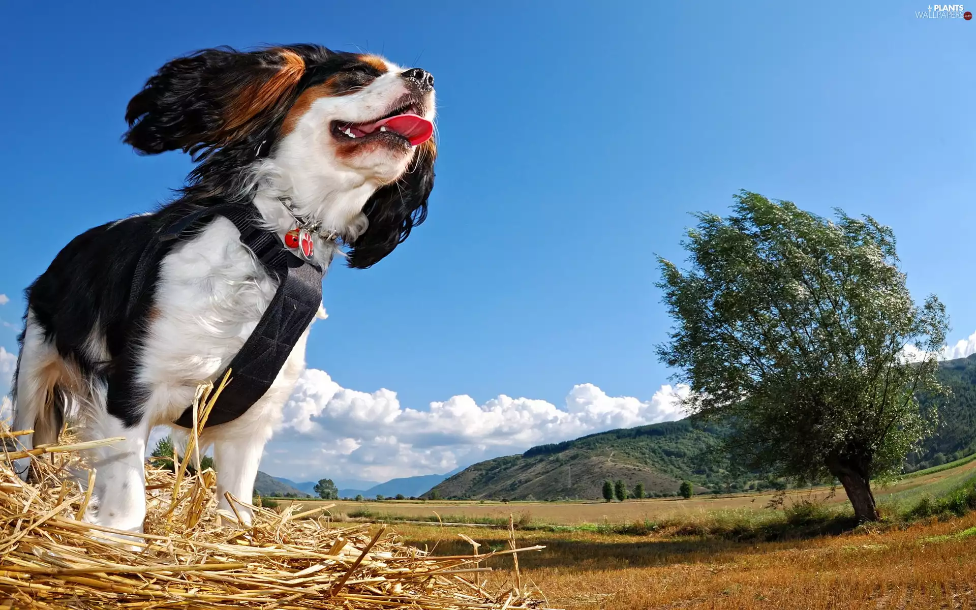 Sky, medows, trees, dog, clouds, field
