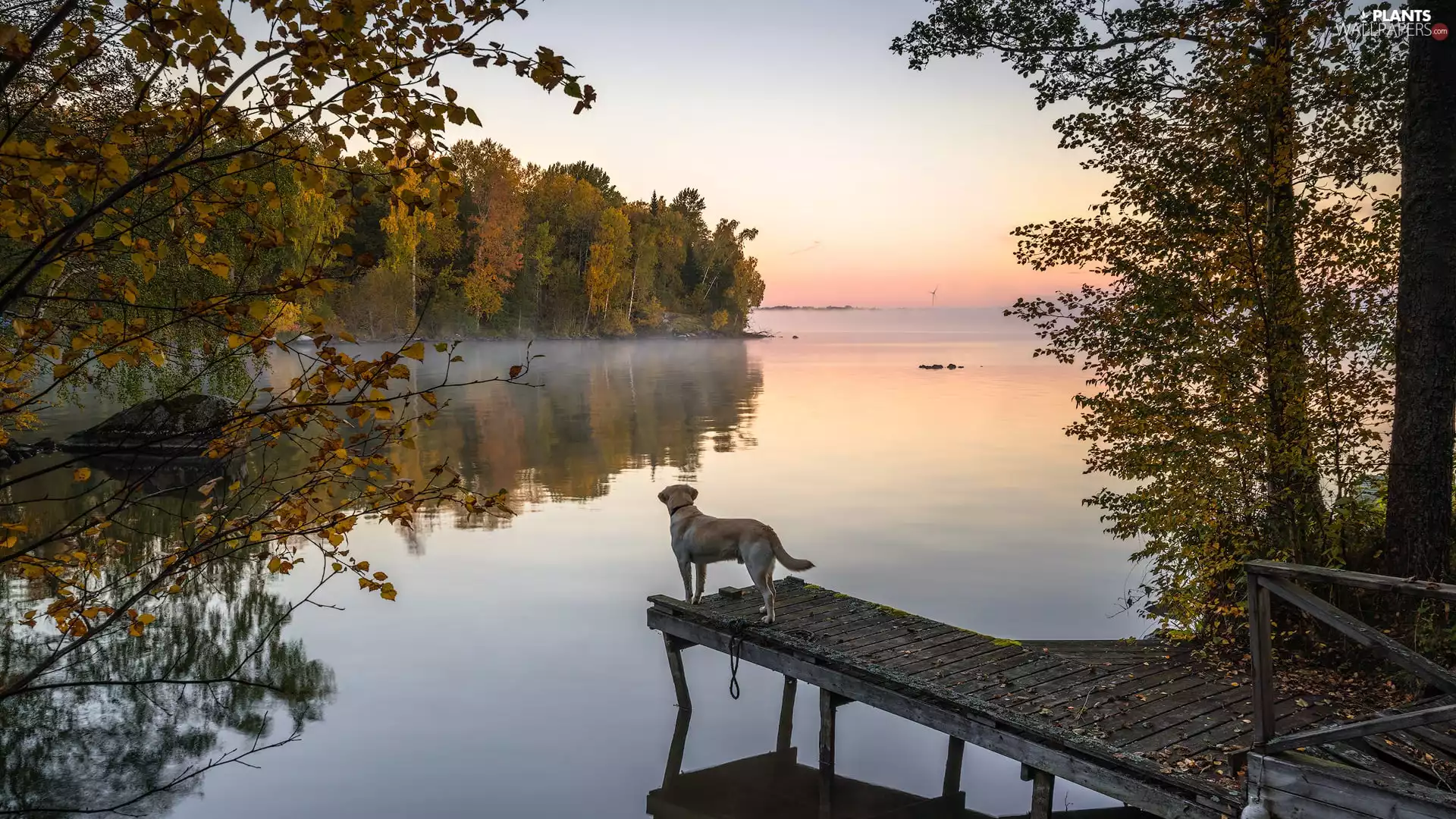 trees, Platform, Fog, dog, lake, viewes, autumn