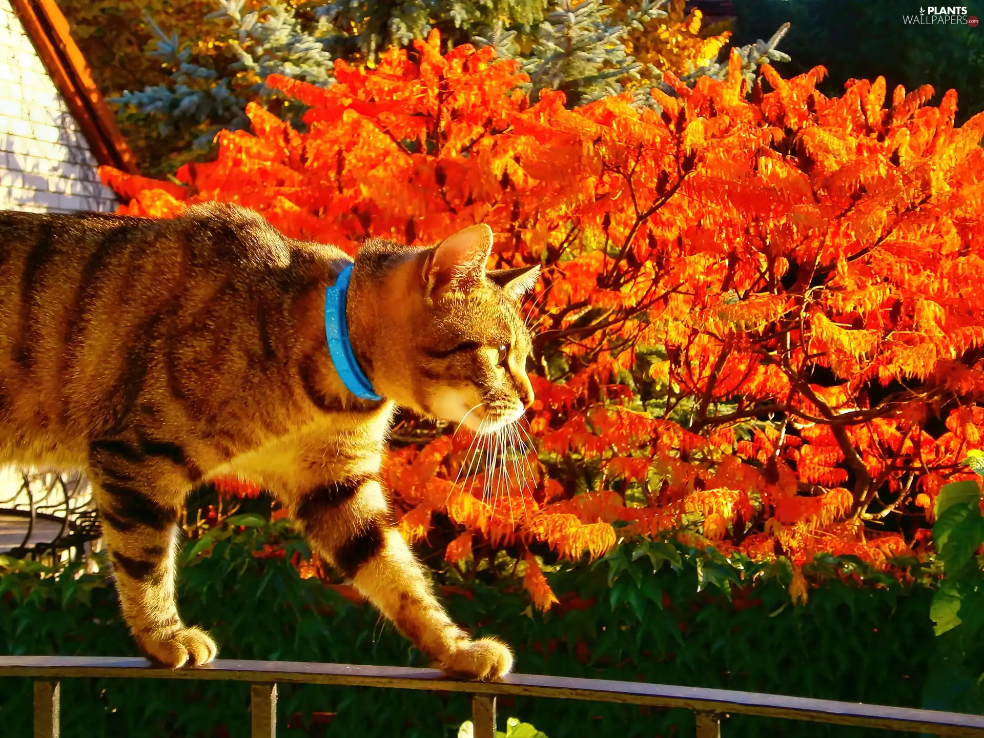 Autumn, trees, Blue, dog-collar, kitten