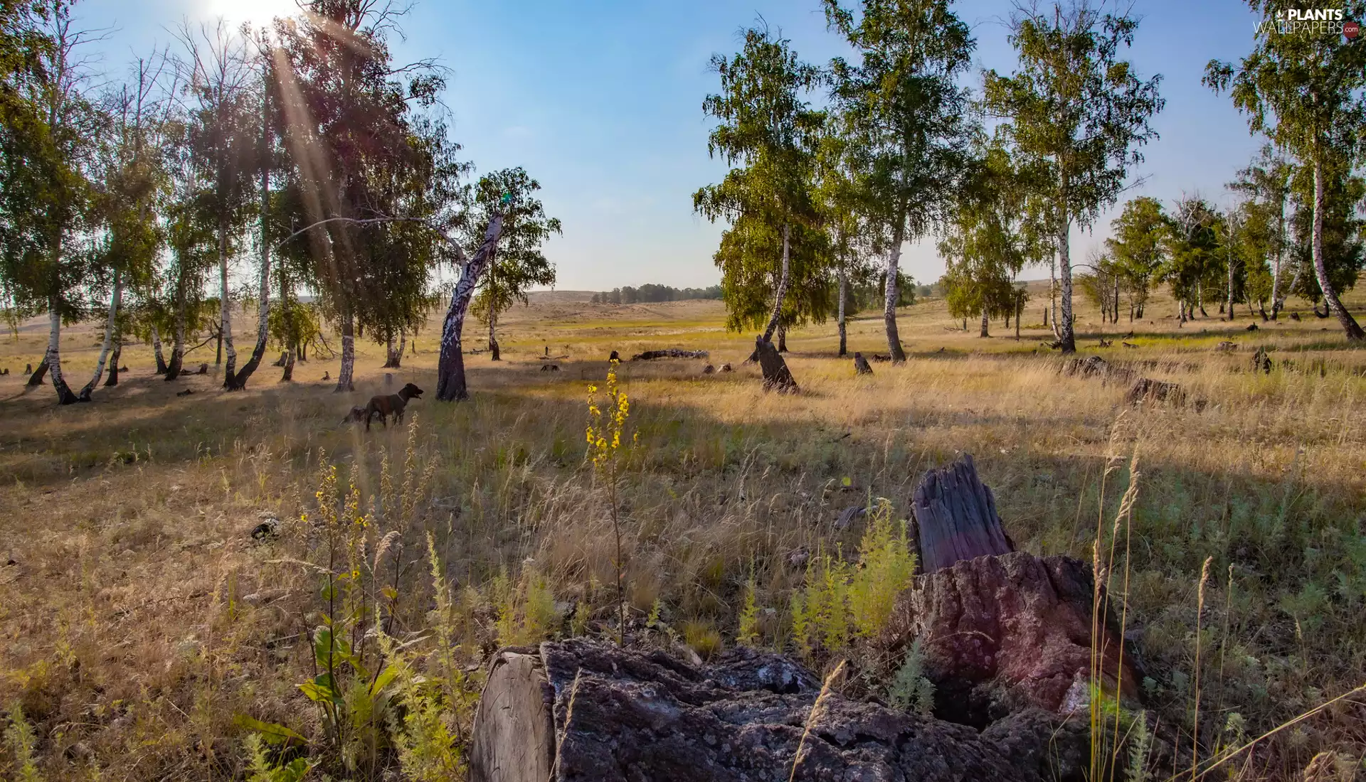 birch, trees, grass, dog, Meadow, viewes