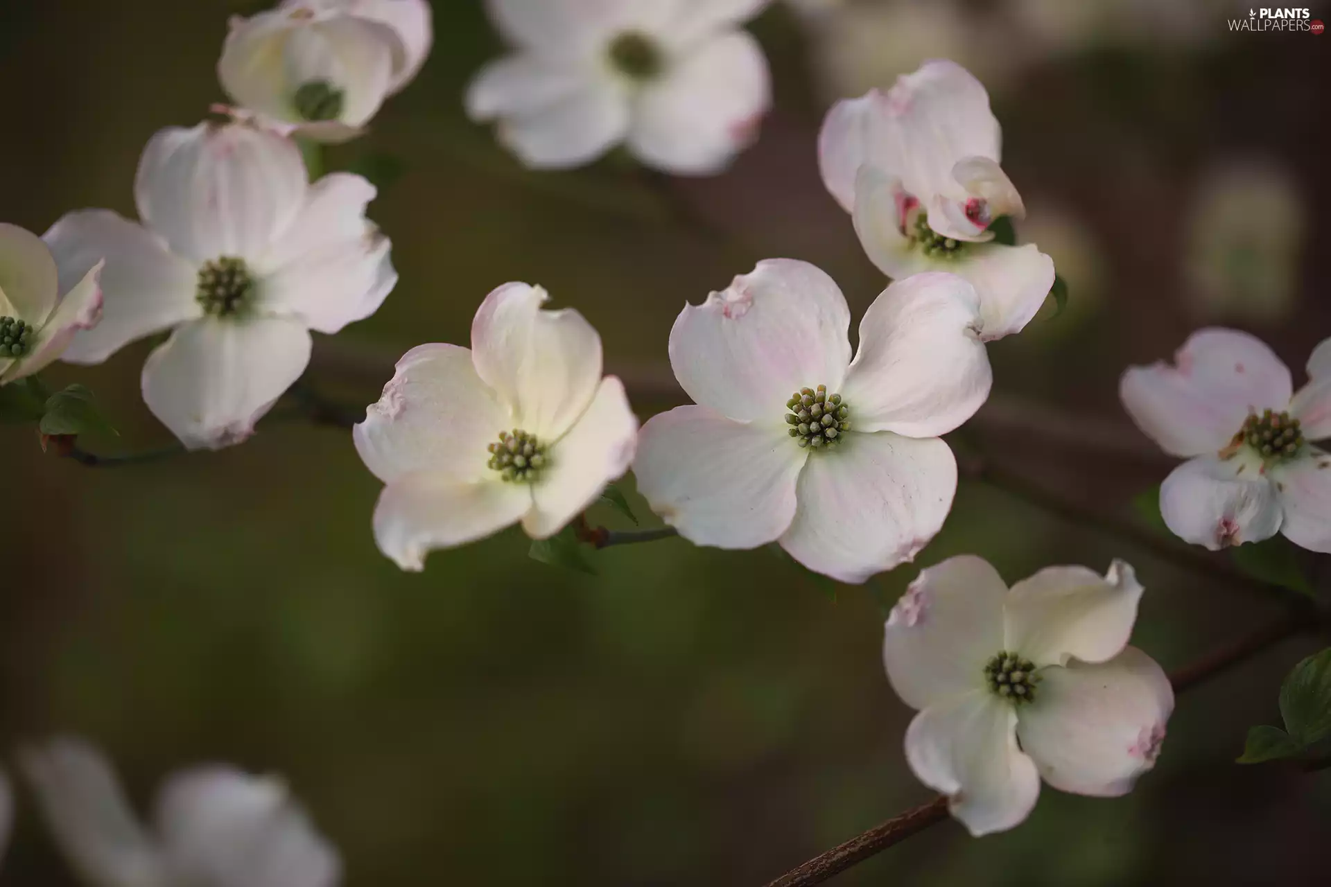Flowering Dogwood, Flowers, rapprochement, White