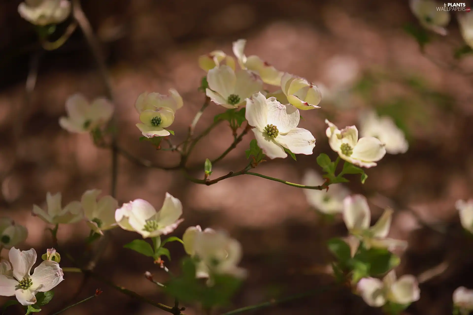 Flowering Dogwood, Flowers, Twigs, White