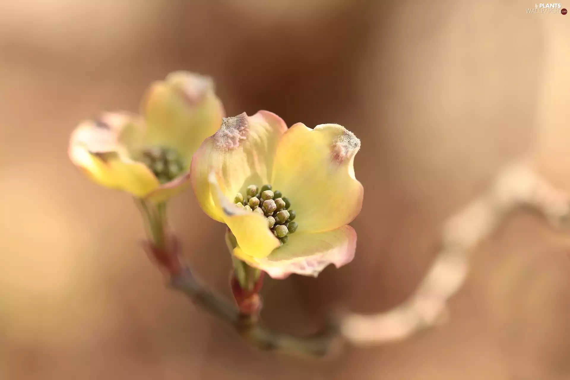 Flowering Dogwood, rapprochement, Bush, Flowers