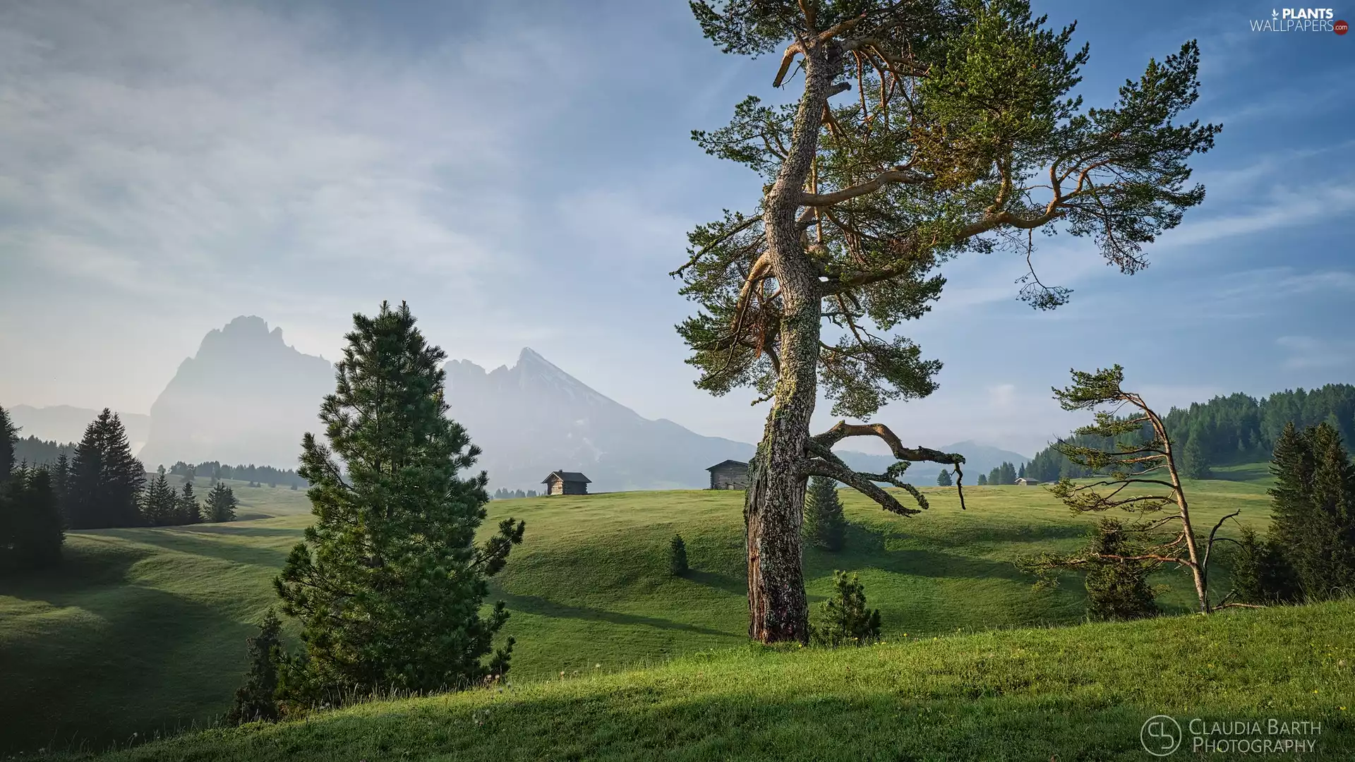 viewes, Mountains, Houses, Dolomites, Seiser Alm Meadow, Hazy, Alps, Italy, The Hills, trees