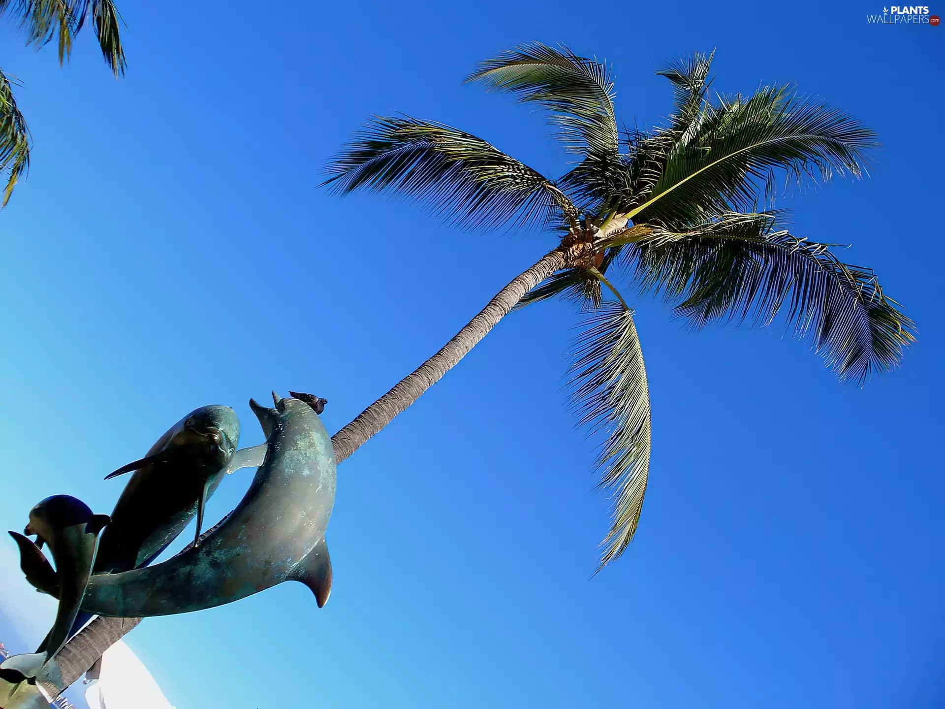dolphins, Palm, decoration
