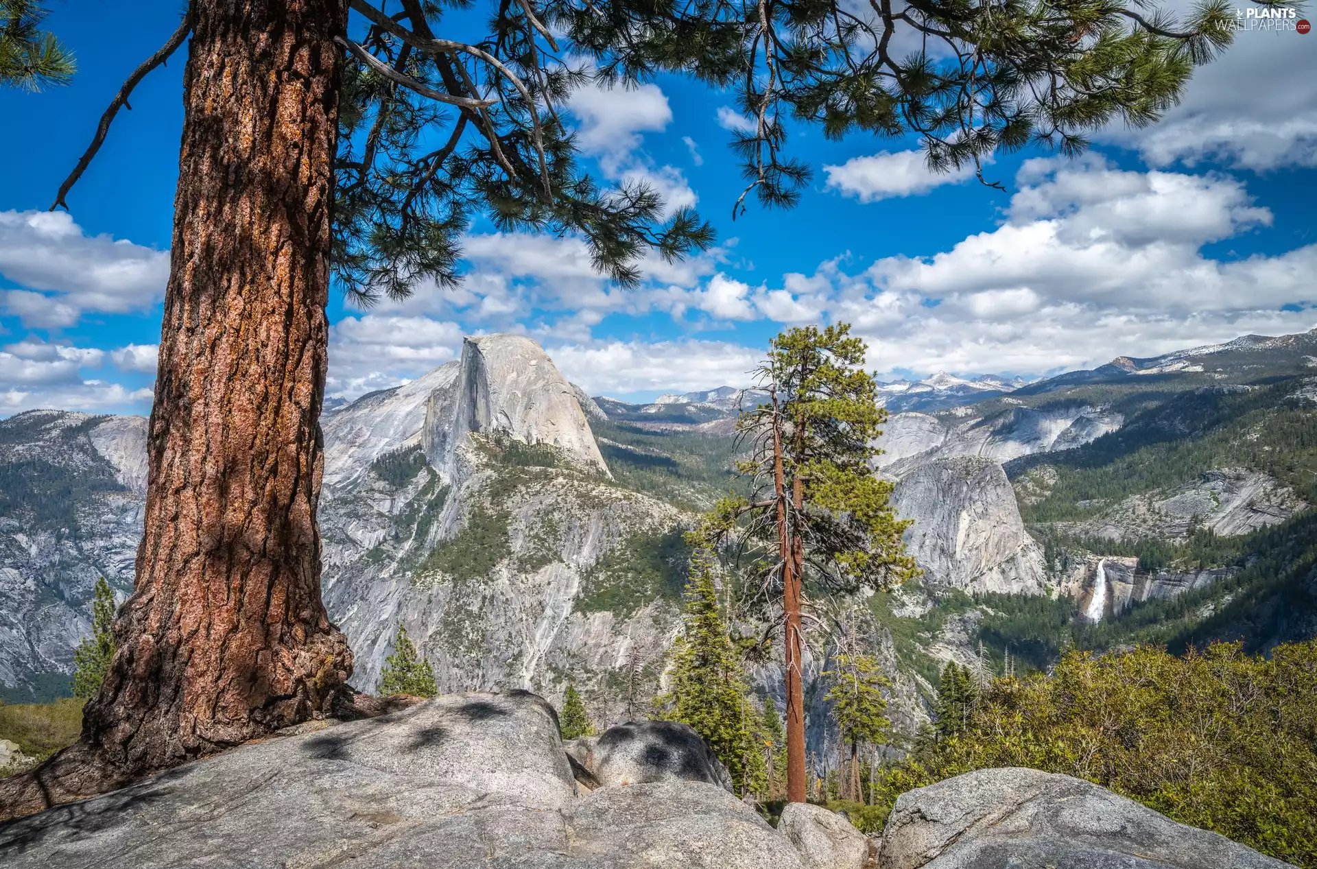 trees, viewes, The United States, pine, California, Half Dome Peak, Mountains, Yosemite National Park