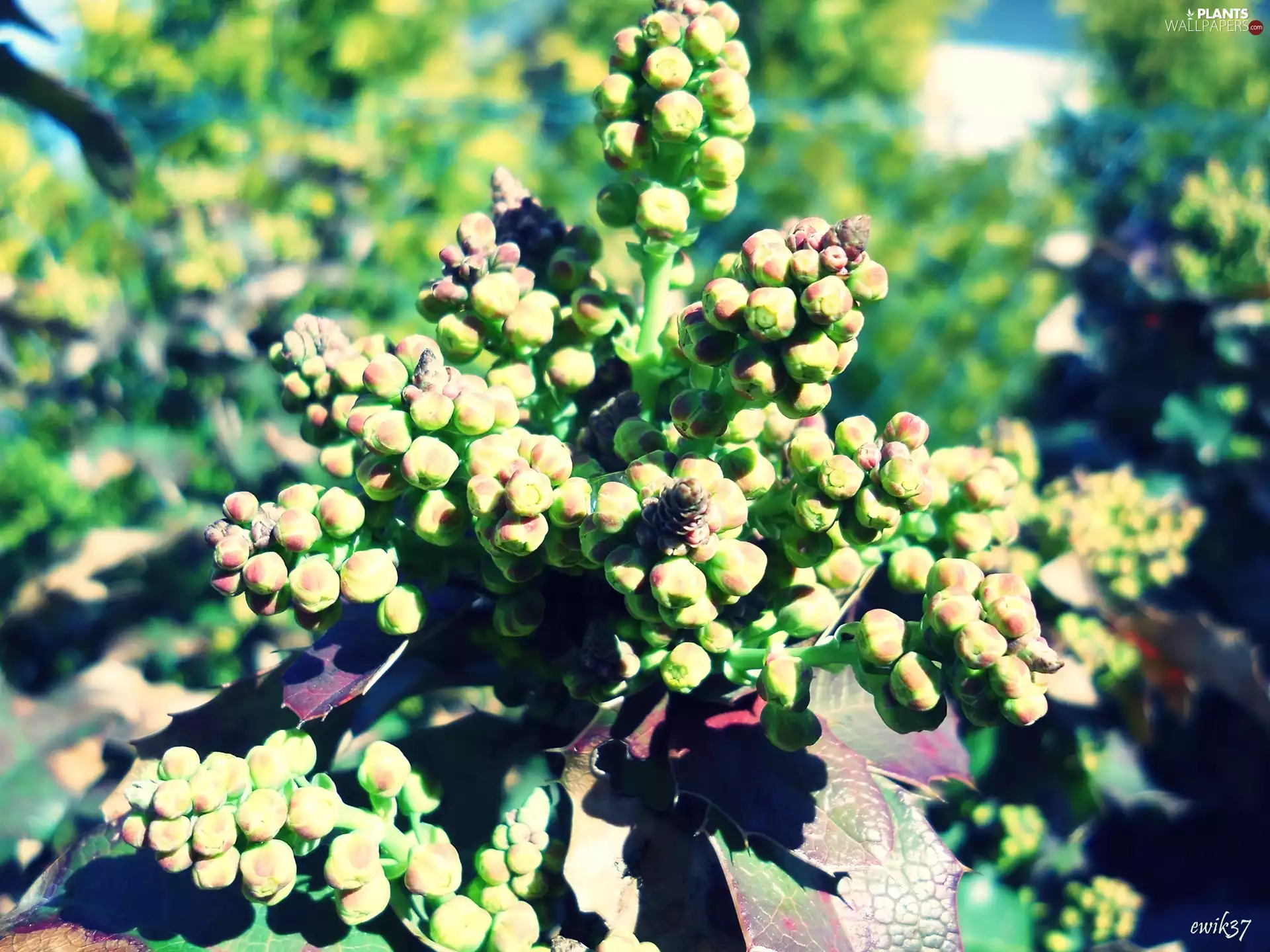 holly, flowers, Close, donuts