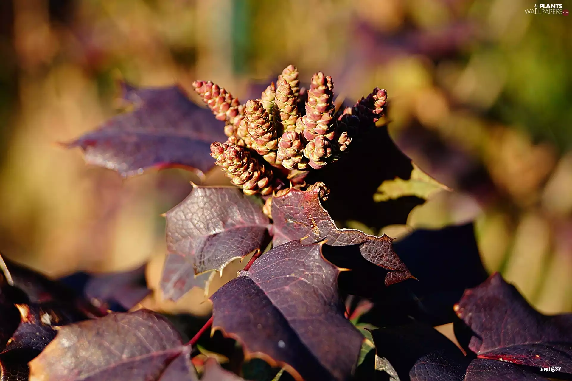 holly, purple, Leaf, donuts
