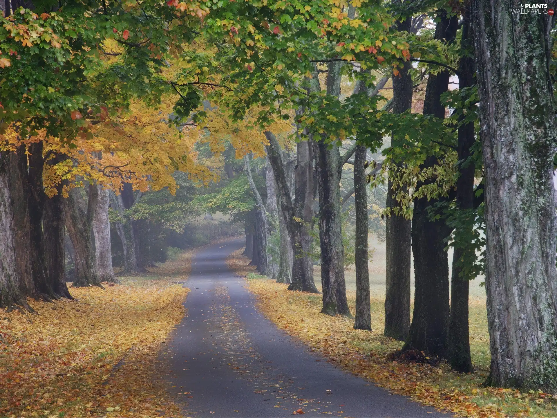 downturn of, Leaf, trees, viewes, Path