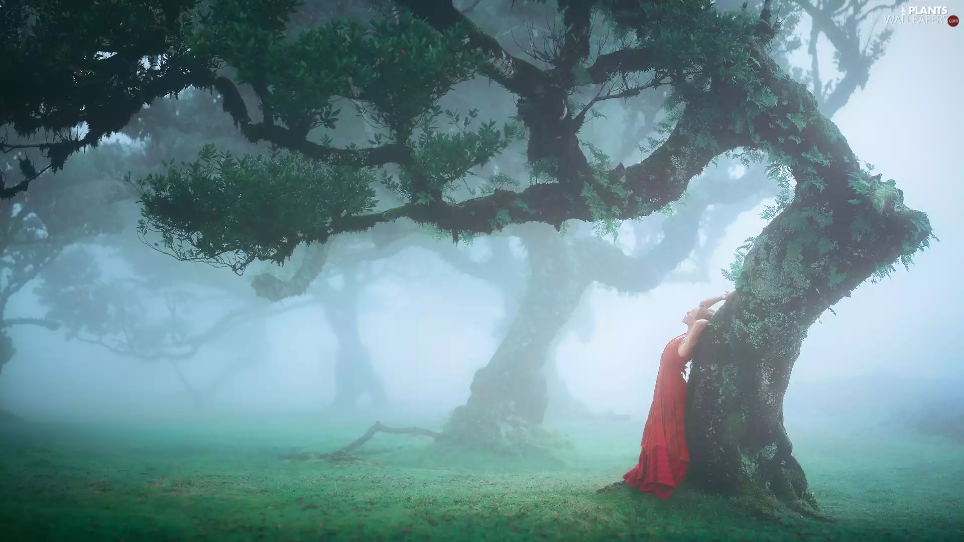 Fog, viewes, red hot, forest, trees, Women, dress
