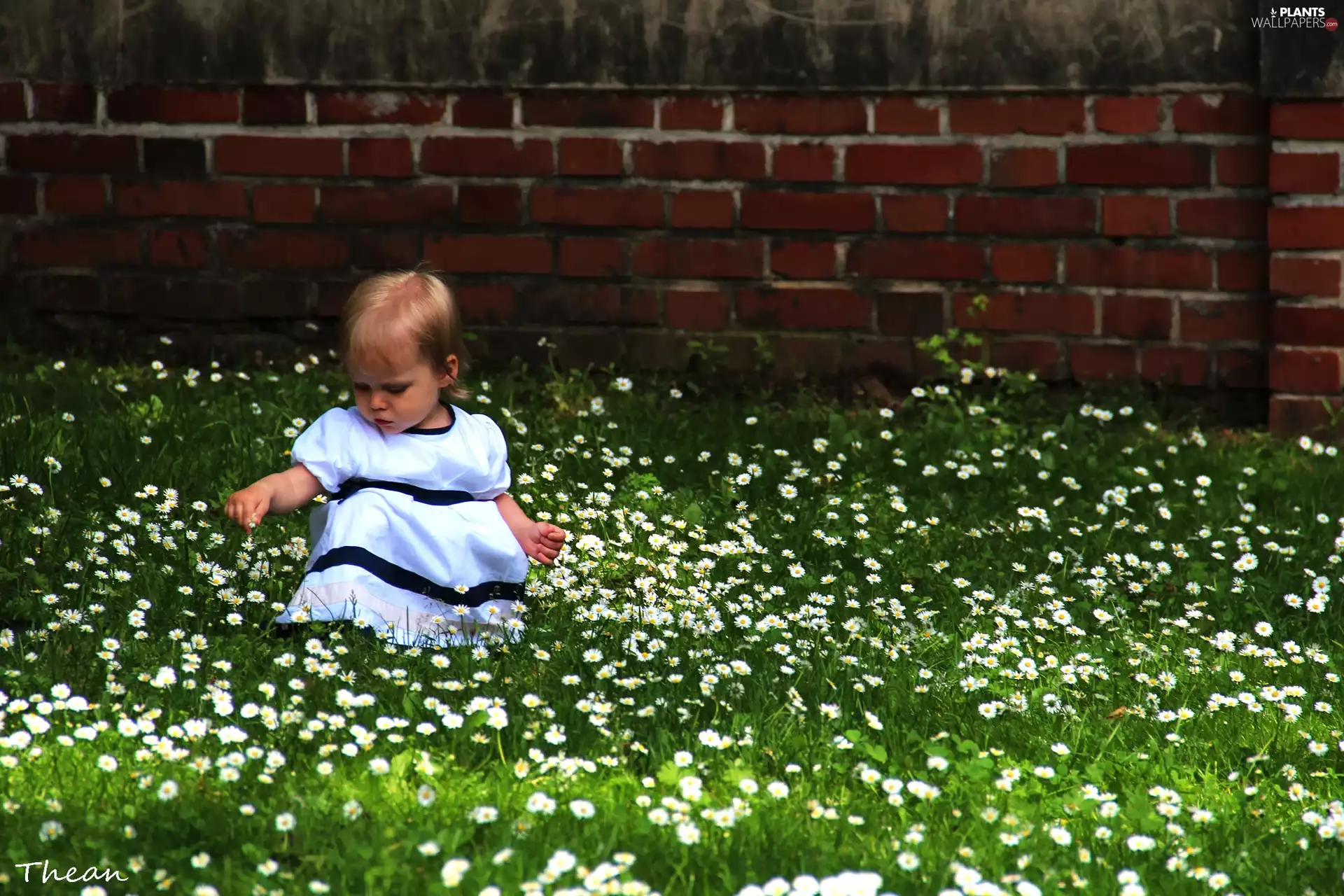 grass, girl, wall, dress, small, daisies, brick