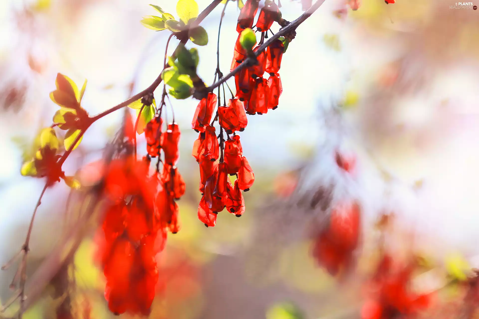 Fruits, Red, The dried