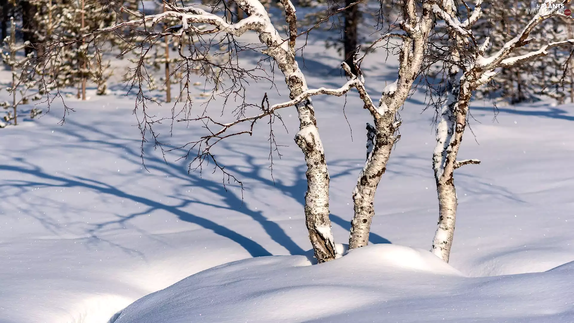 trees, snow, birch, drifts, winter, viewes, shadow
