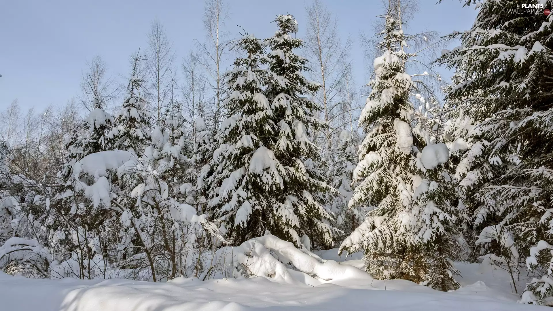 viewes, drifts, forest, trees, winter