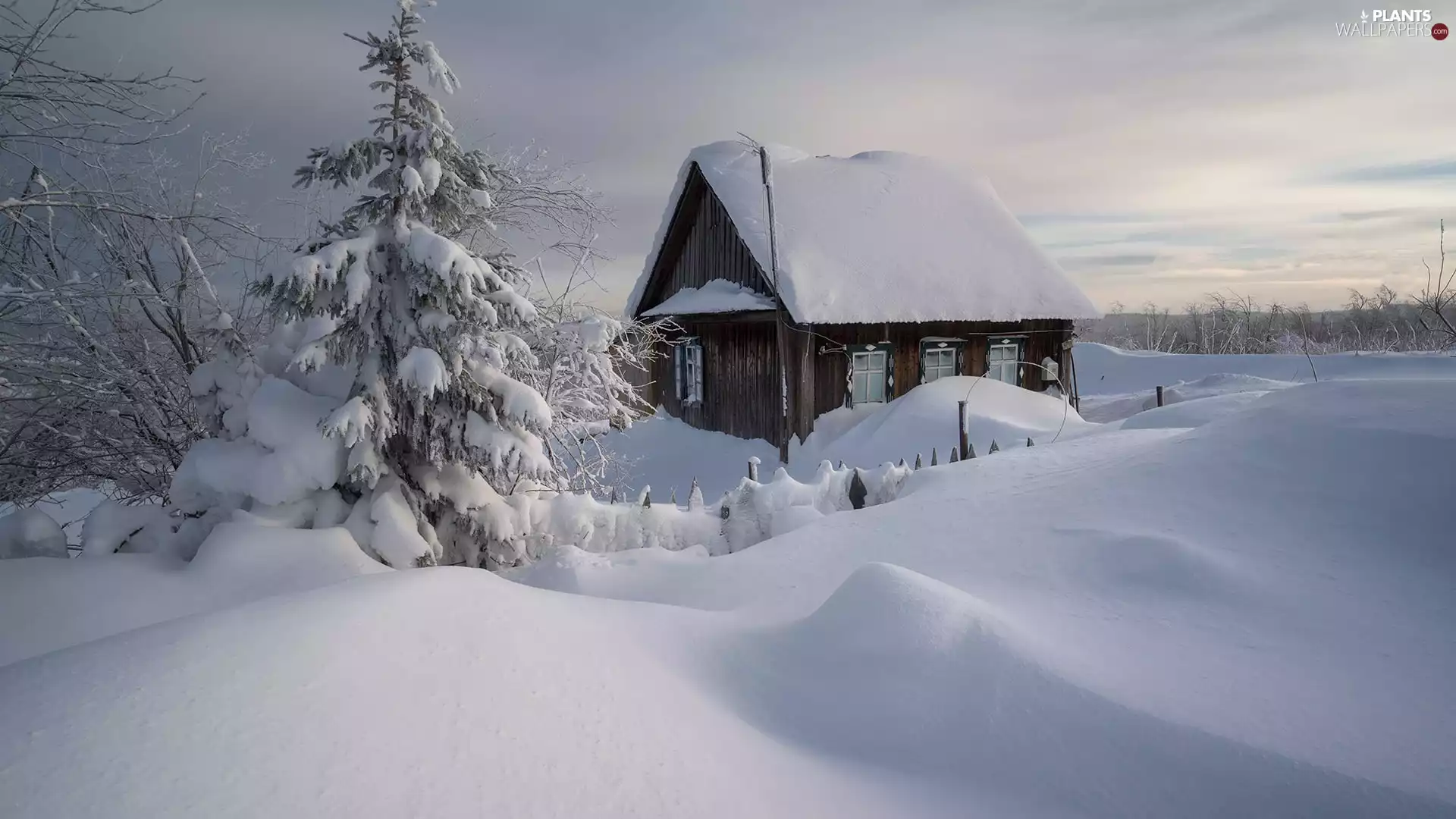 viewes, drifts, house, trees, winter