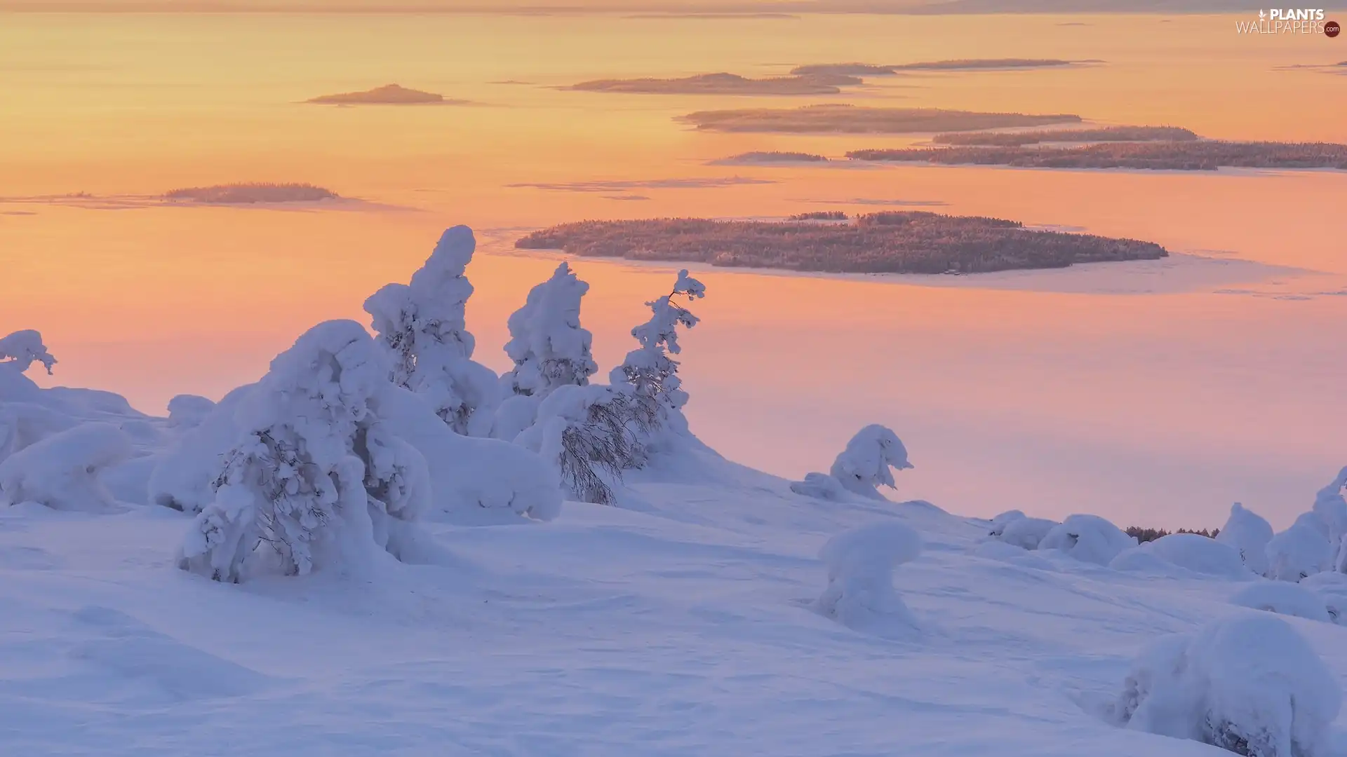 little doggies, snow, viewes, Snowy, winter, trees, drifts