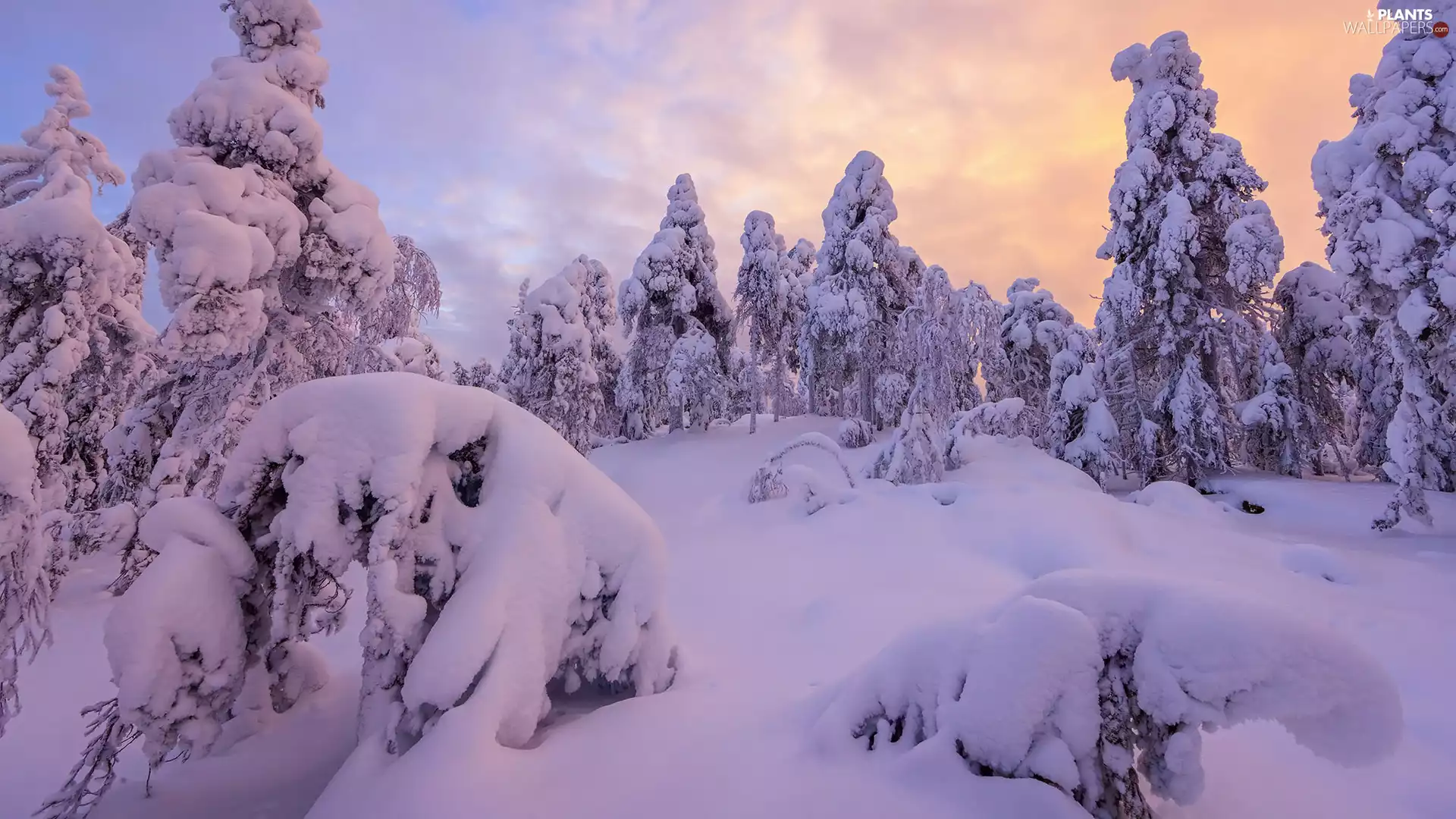 trees, winter, Sunrise, drifts, viewes, snow