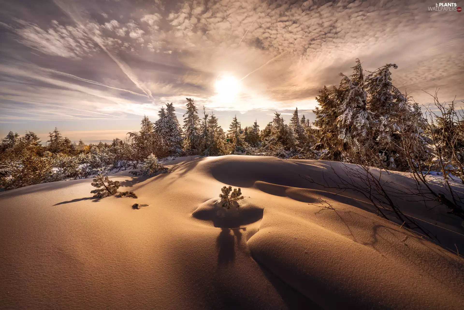 drifts, trees, winter, viewes, Great Sunsets, snow, forest, clouds