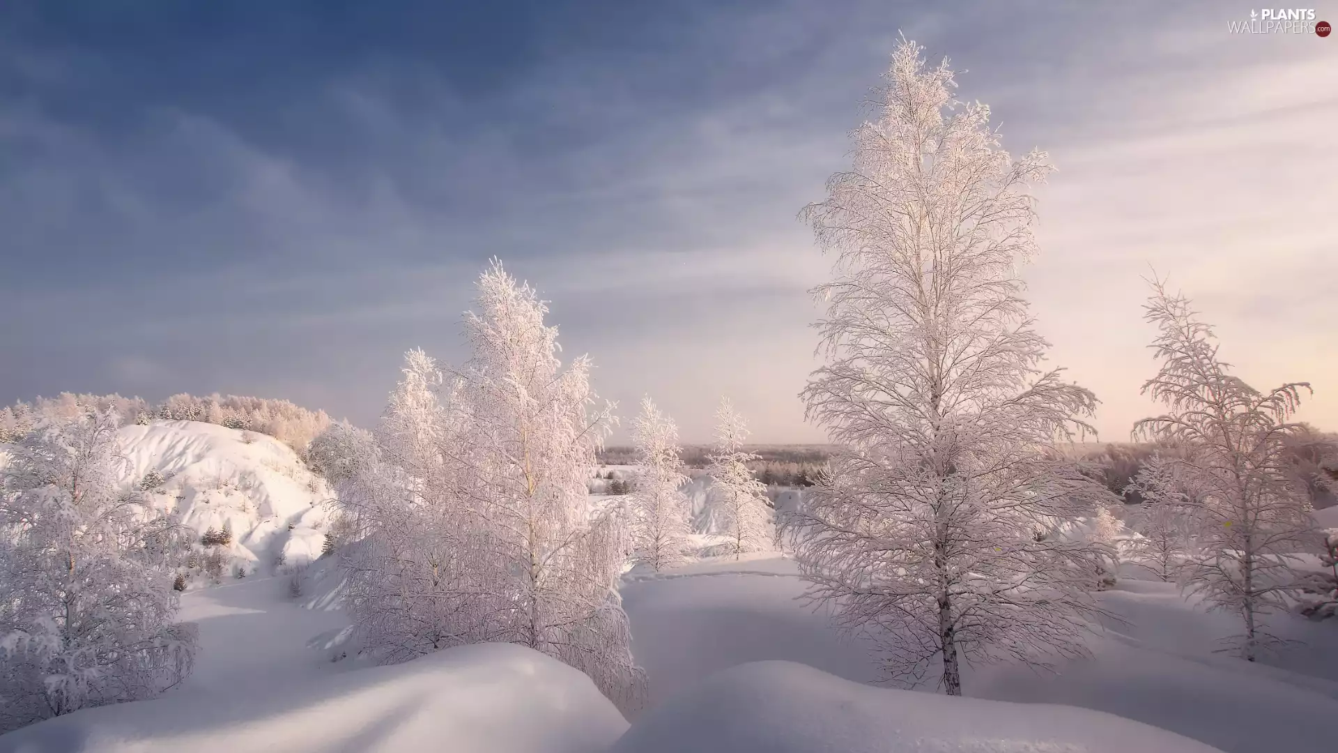 frosty, winter, viewes, drifts, trees, snow