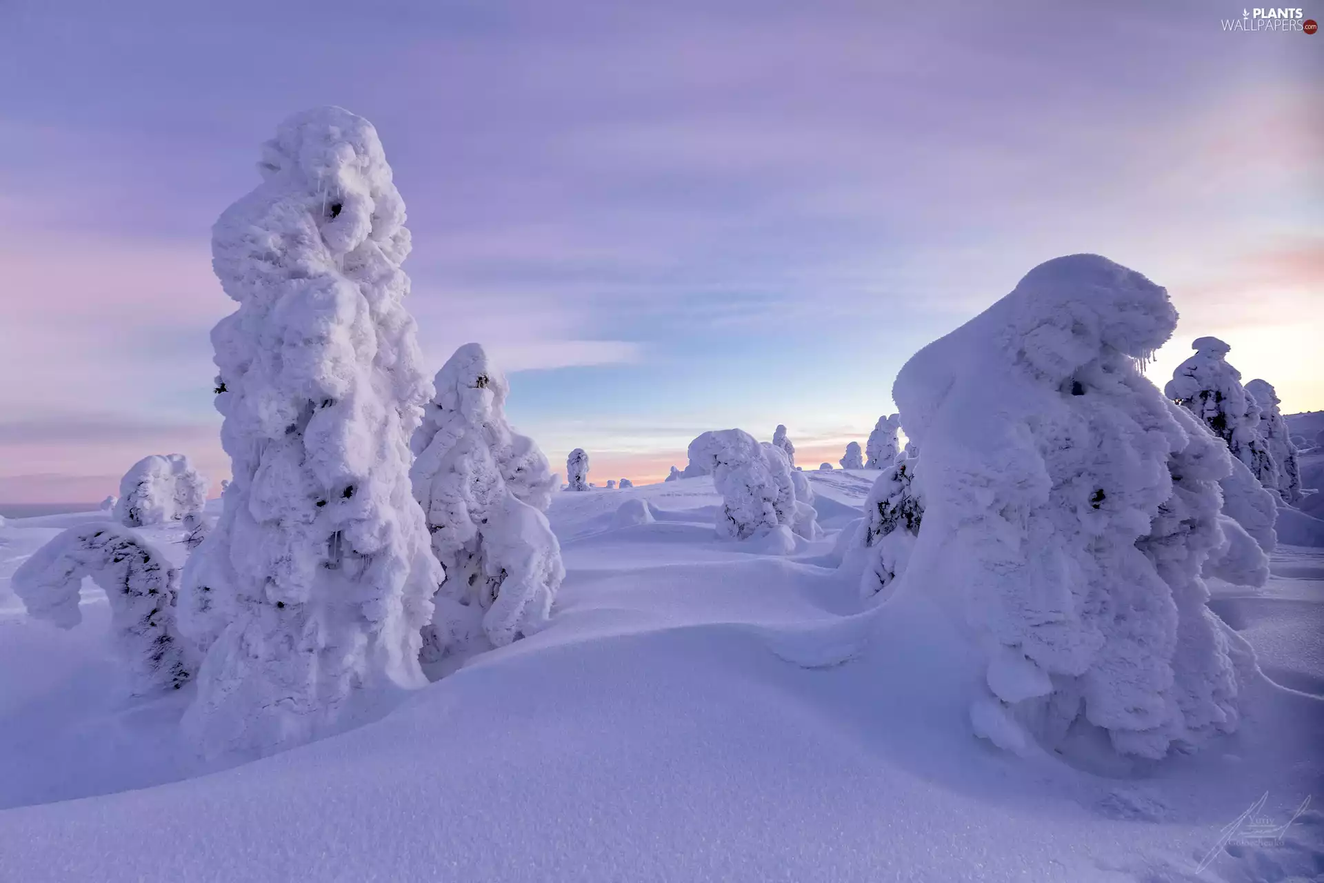 trees, winter, snow, drifts, viewes, Snowy