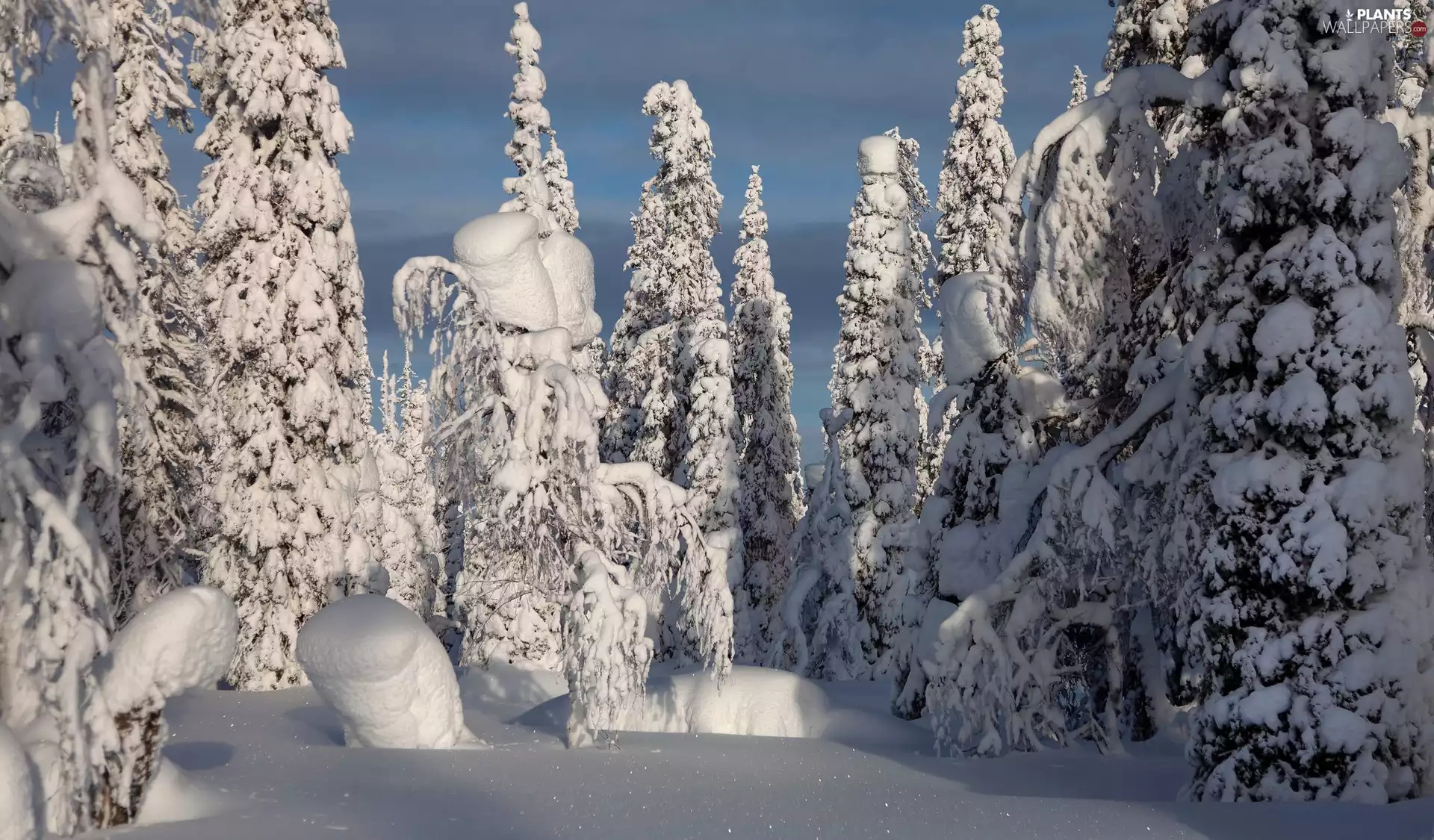 trees, winter, Spruces, drifts, viewes, Snowy