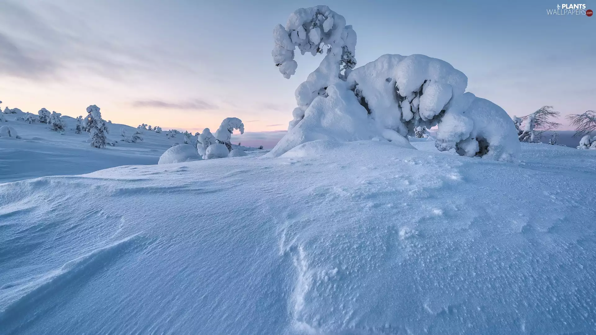 viewes, drifts, snowy, trees, winter