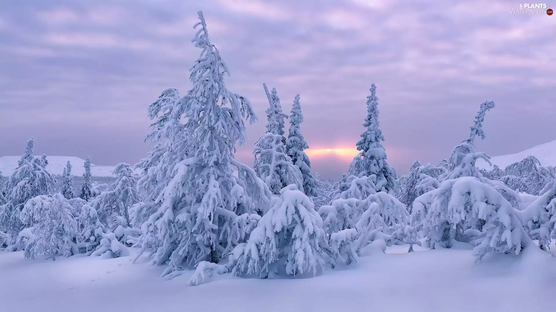 viewes, drifts, Snowy, trees, winter
