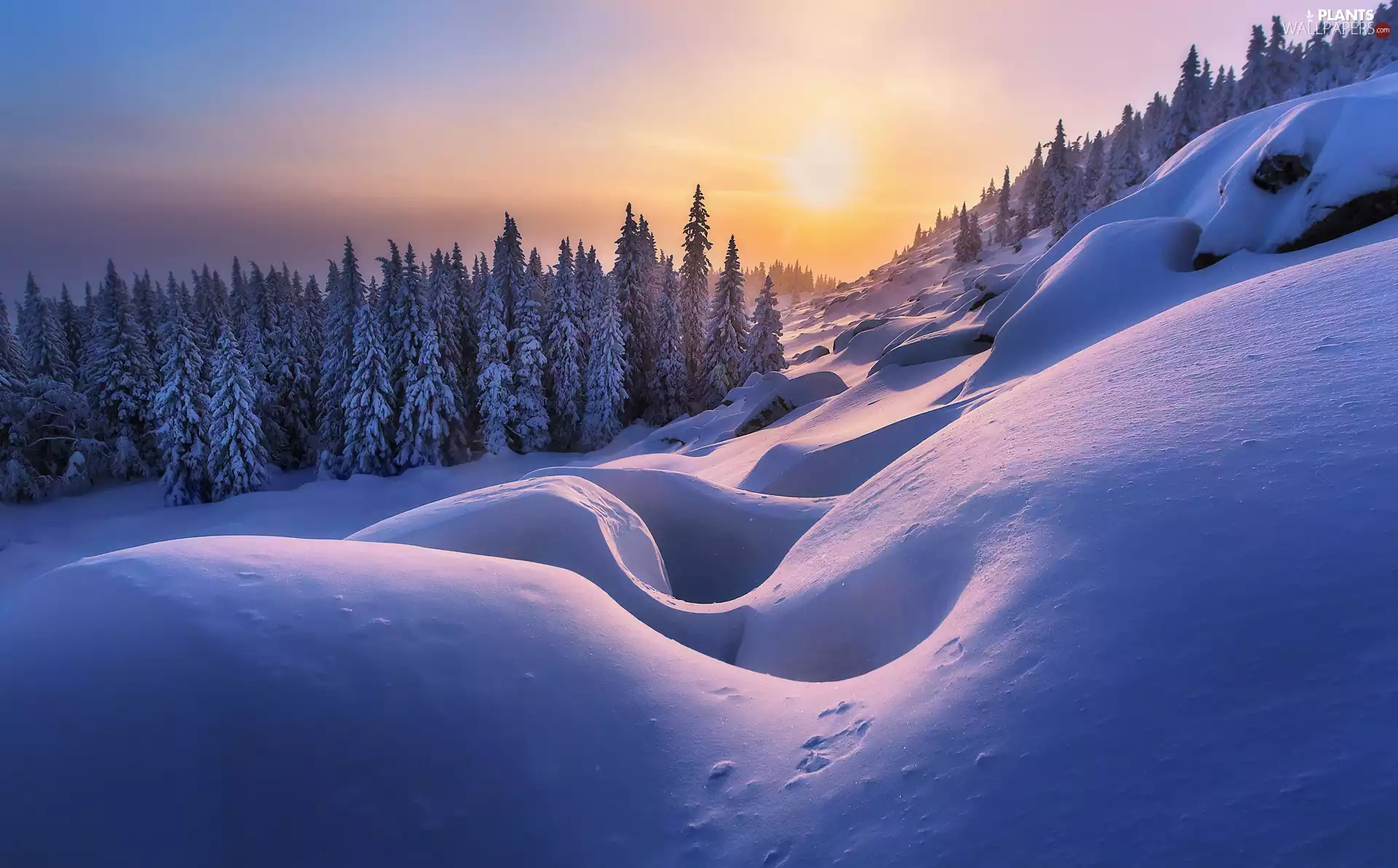 trees, winter, Hill, drifts, viewes, Sunrise
