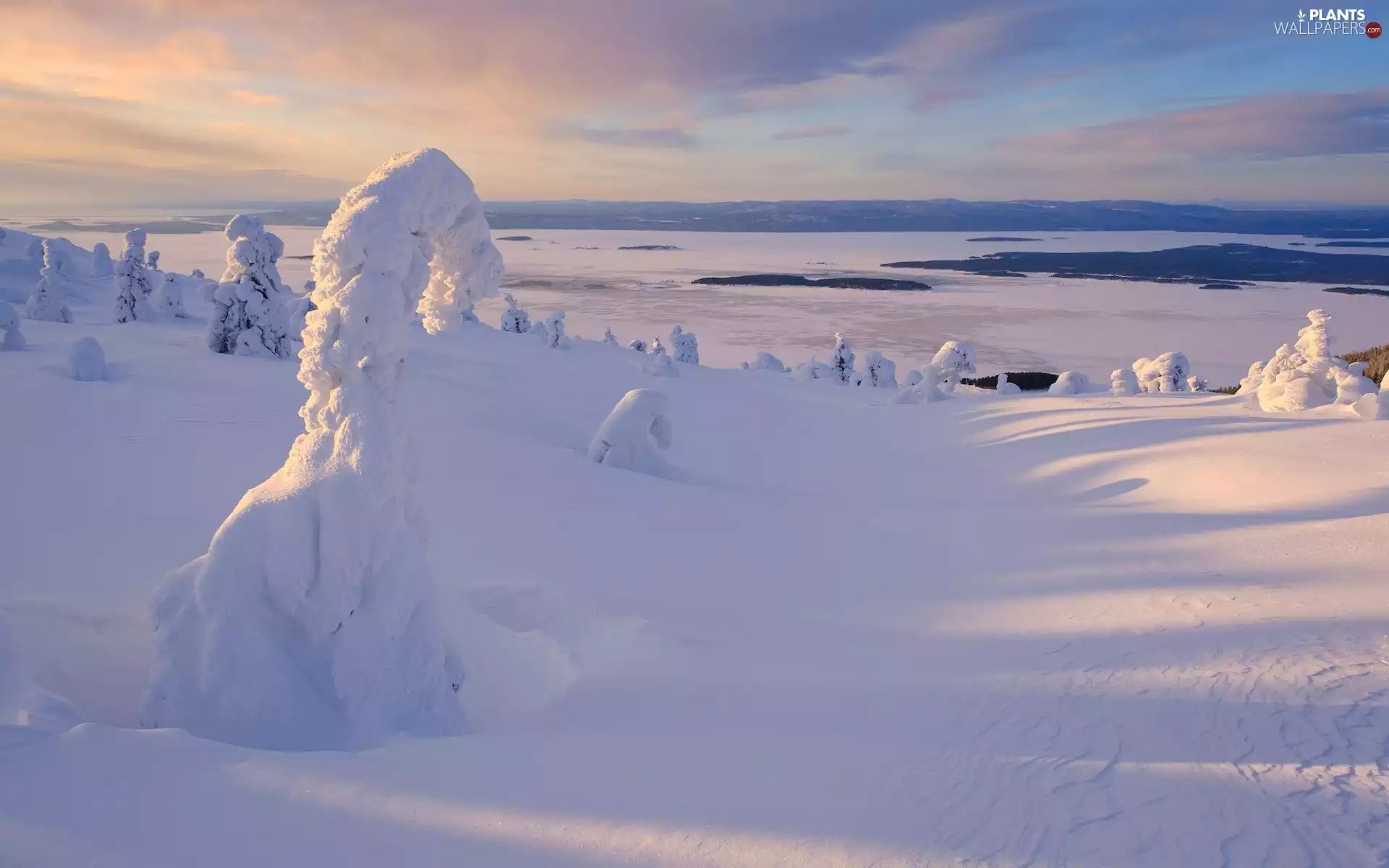Snowy, drifts, trees, viewes, winter