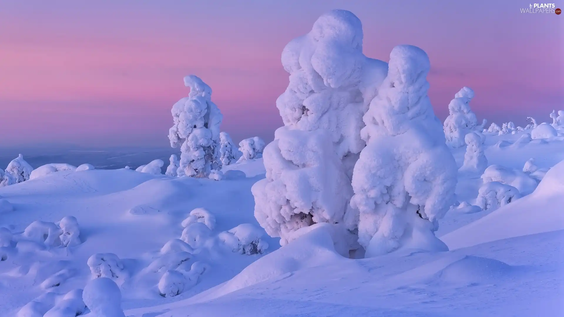 trees, Great Sunsets, drifts, Snowy, winter