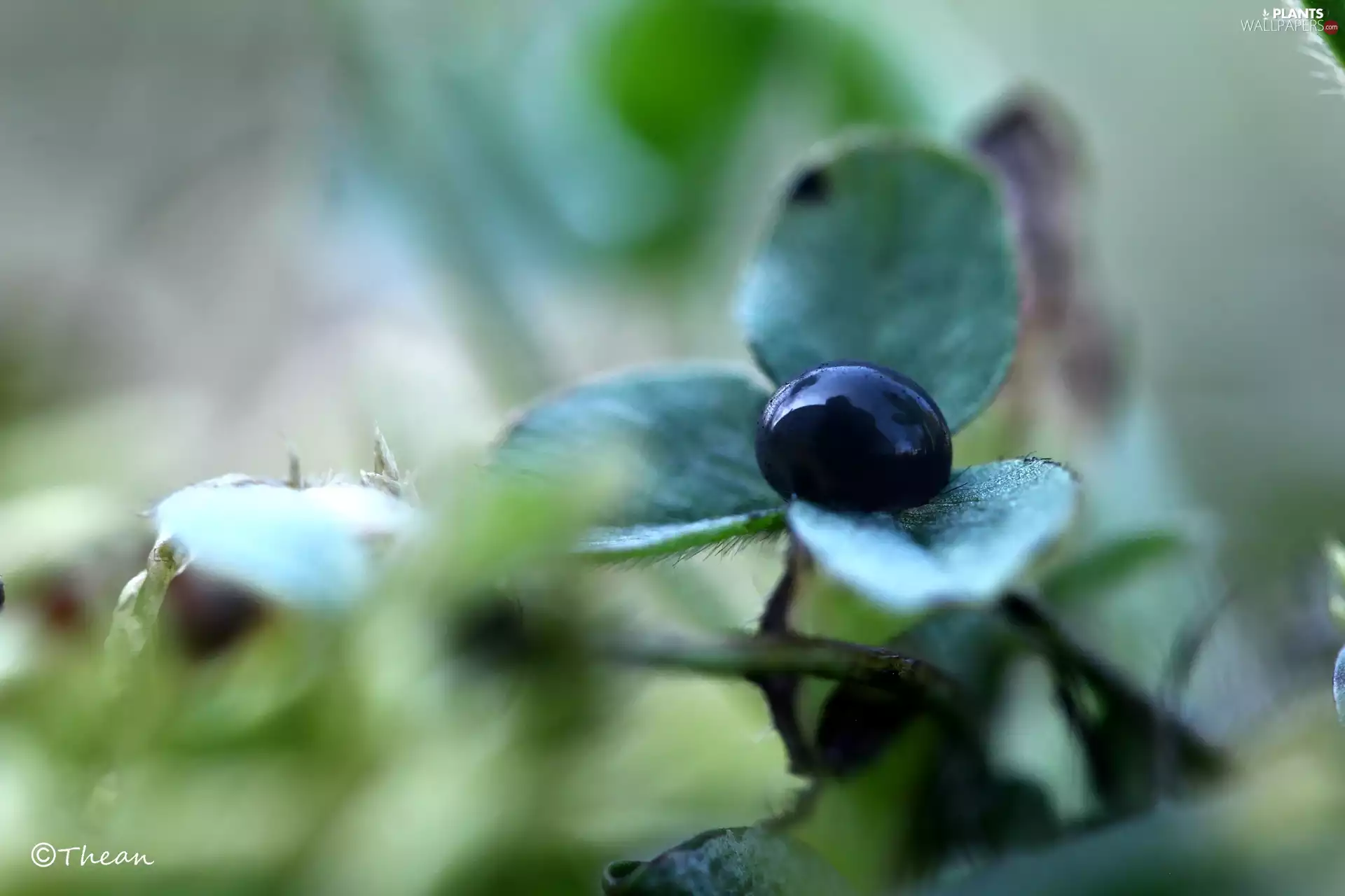 drop, trefoil, black