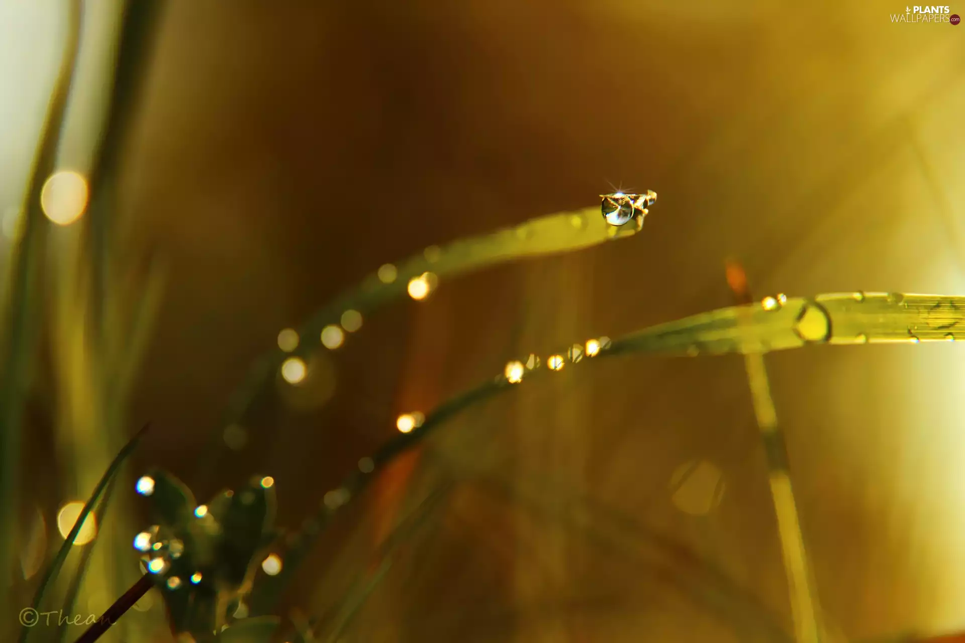 grass, Rosy, Close, drop
