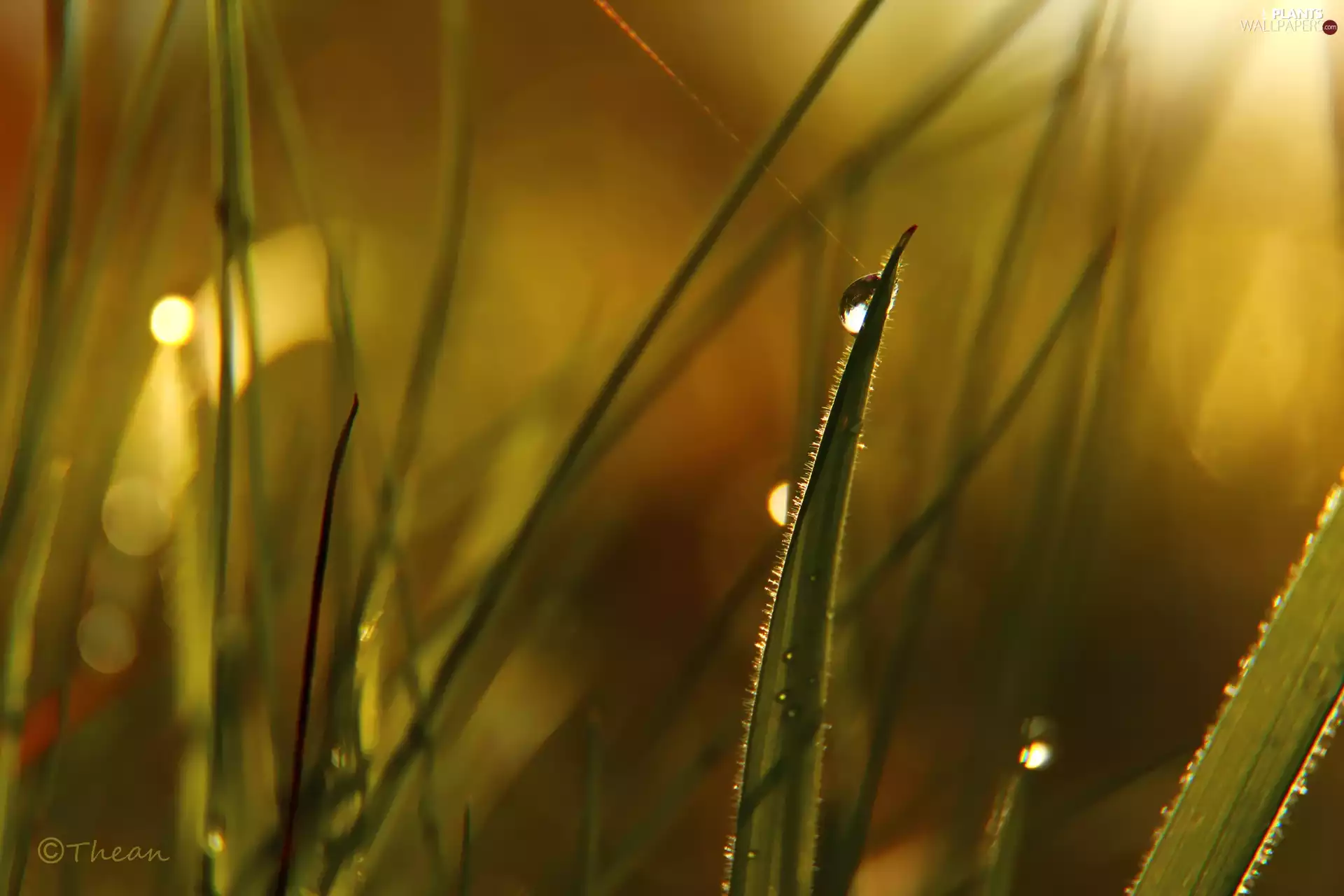 grass, Rosy, Close, drop