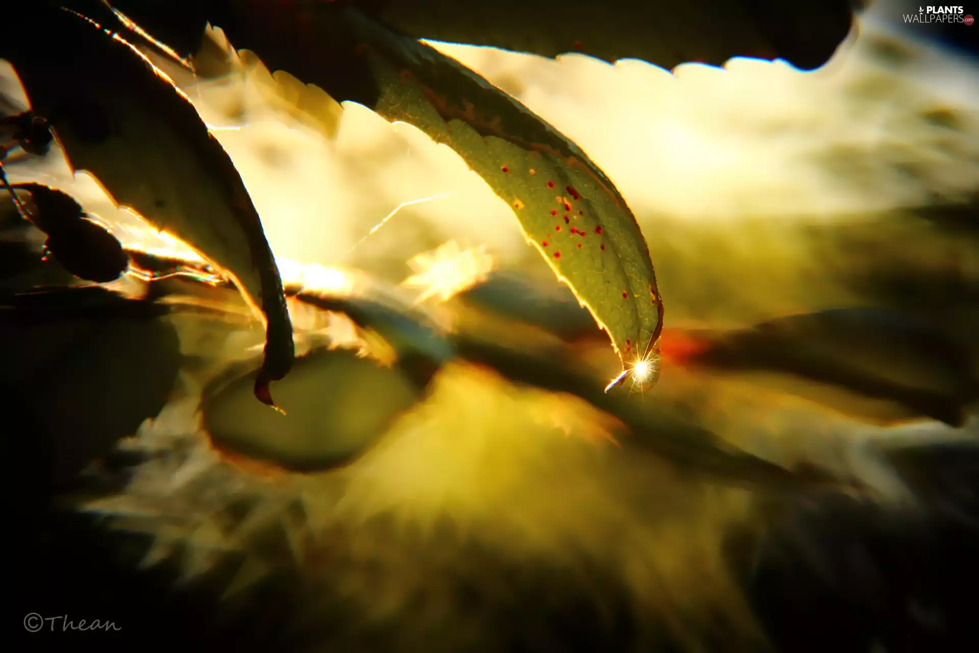 Leaf, glamour, streaks, drop