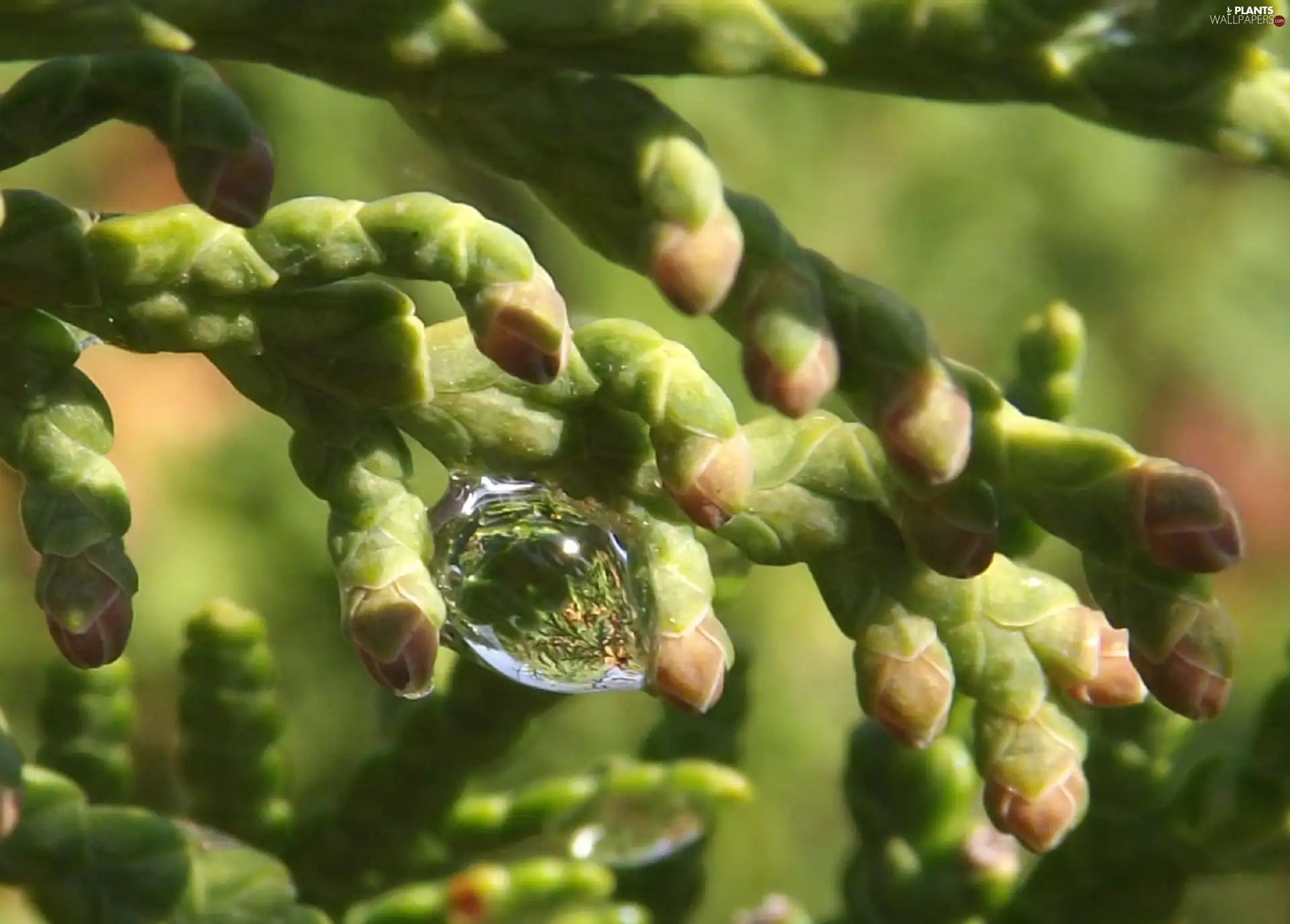 drop, rain, twig, conifer, Green