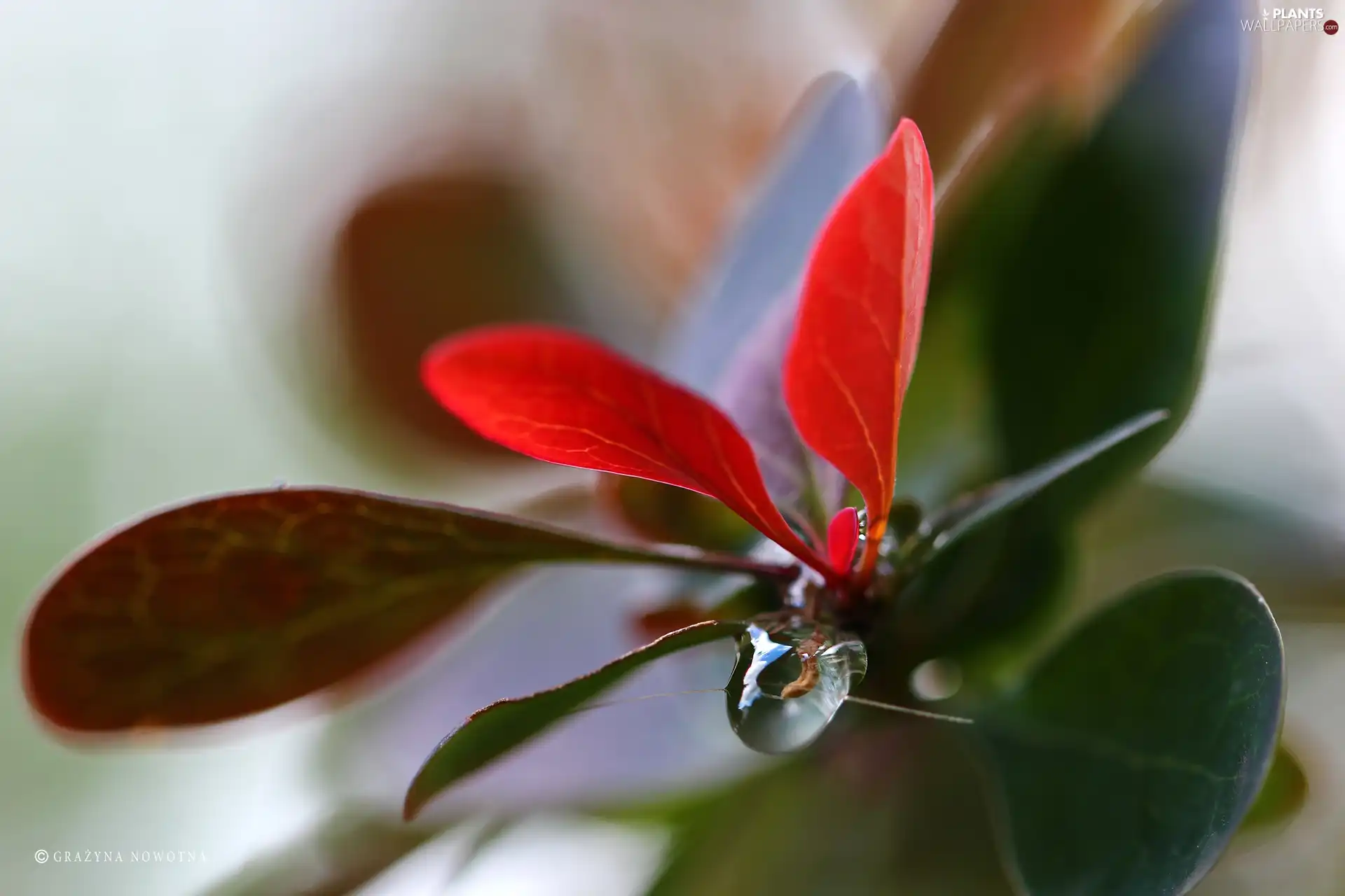 Berberis Thunbergii, Leaf, drop, Red