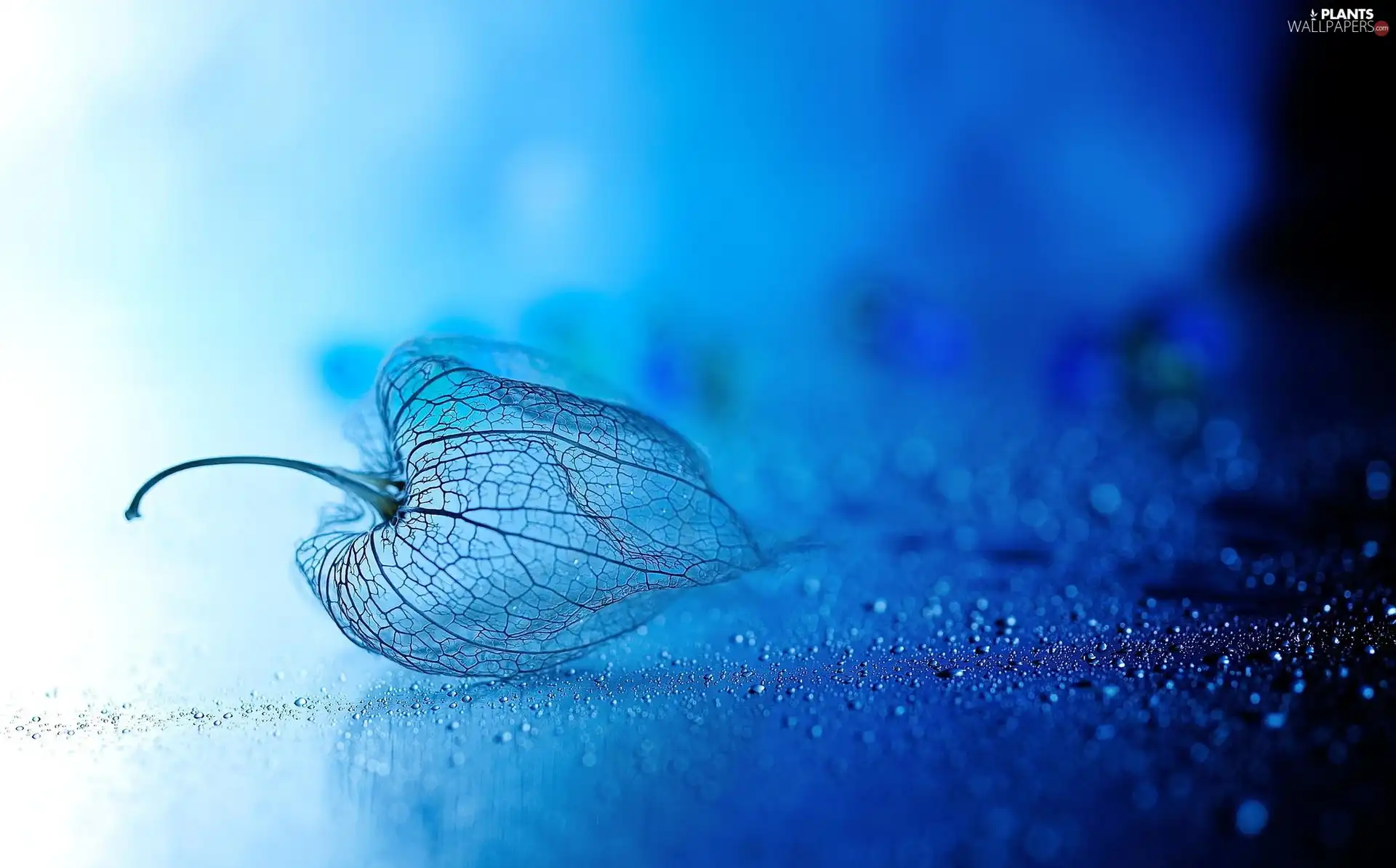 droplets, physalis, drops