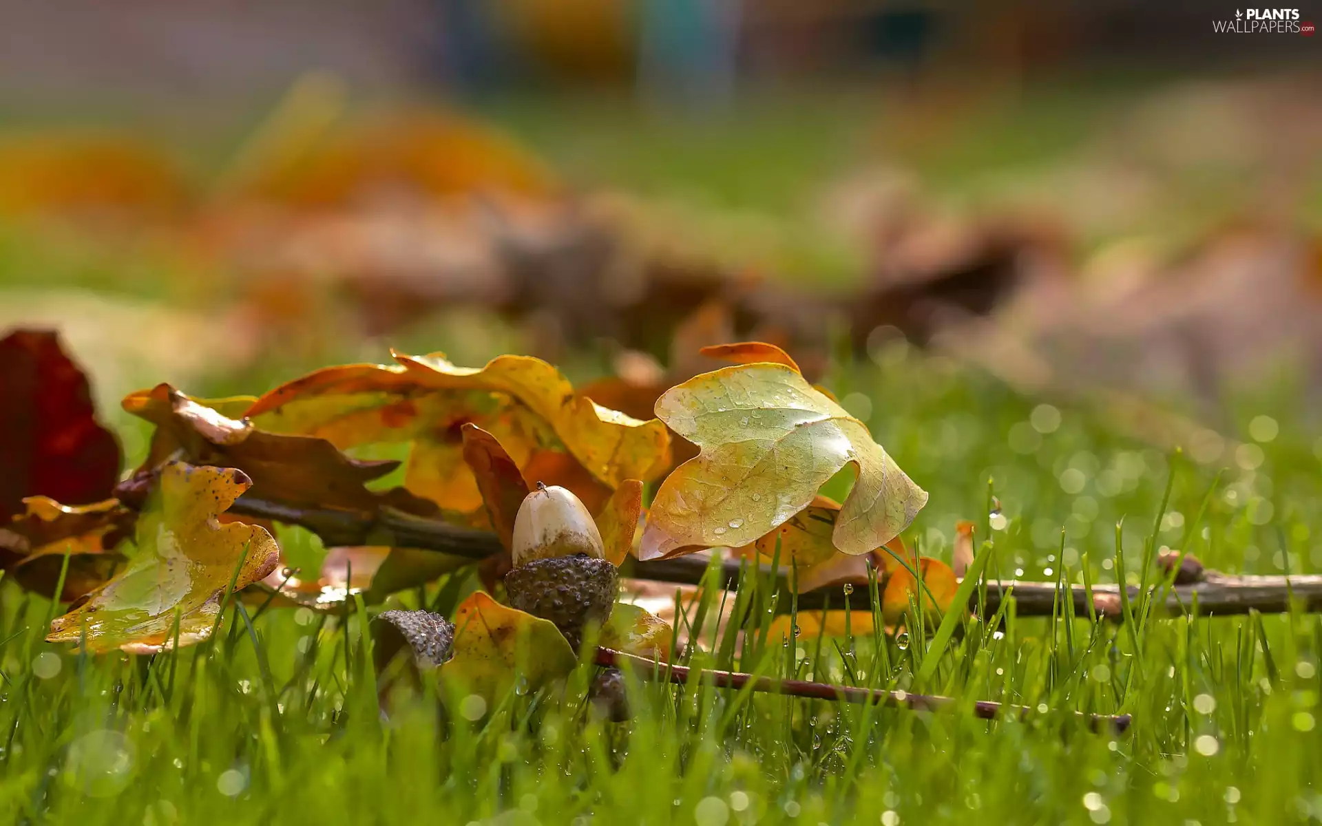 oak, twig, grass, droplets, acorn, Leaf