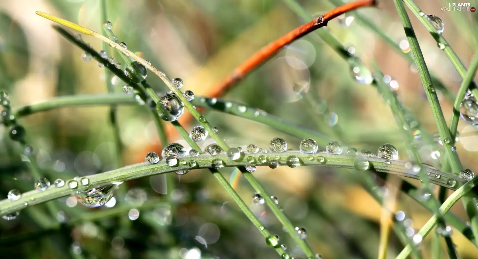 stems, droplets