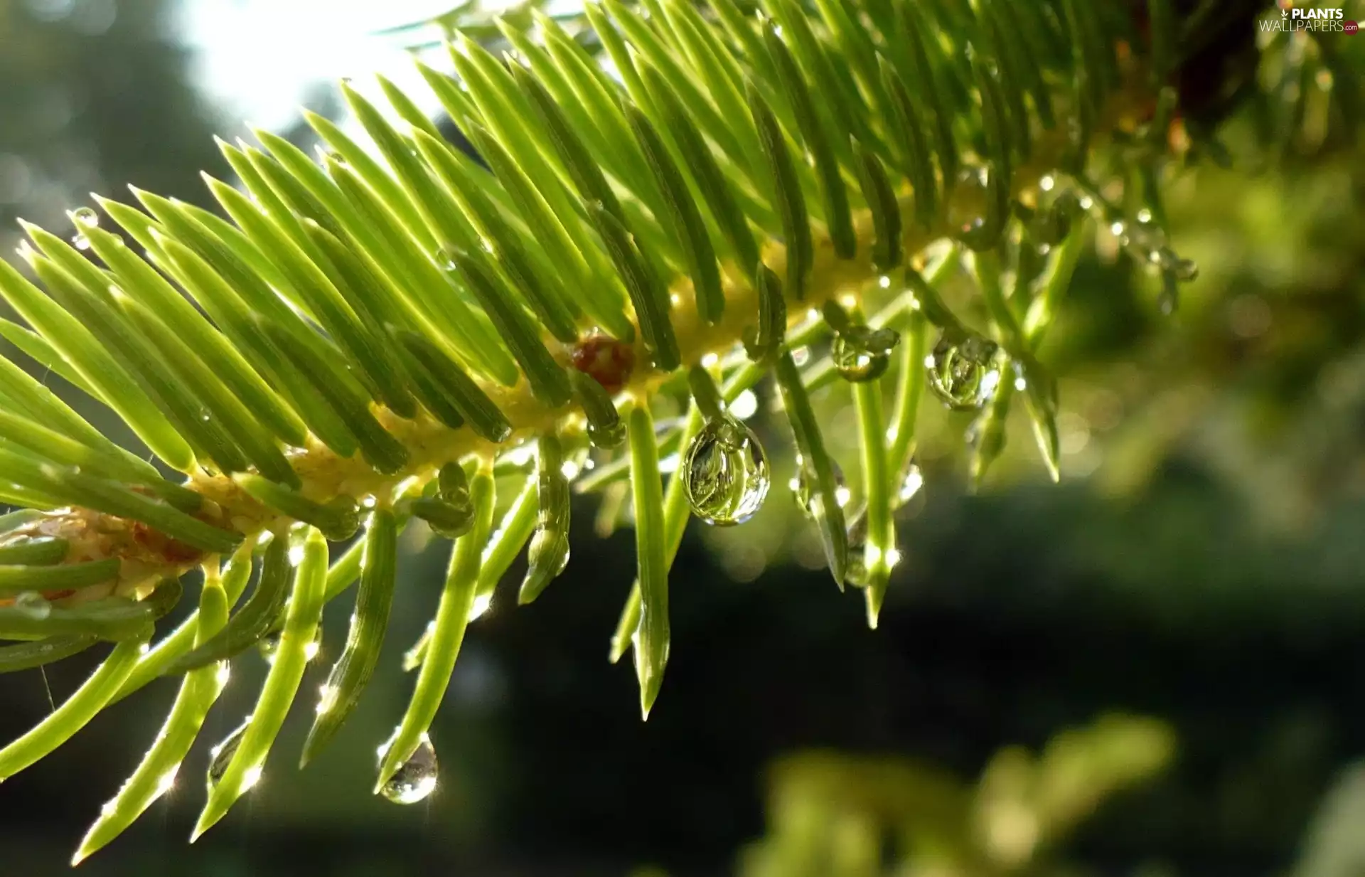 droplets, twig, Swierk