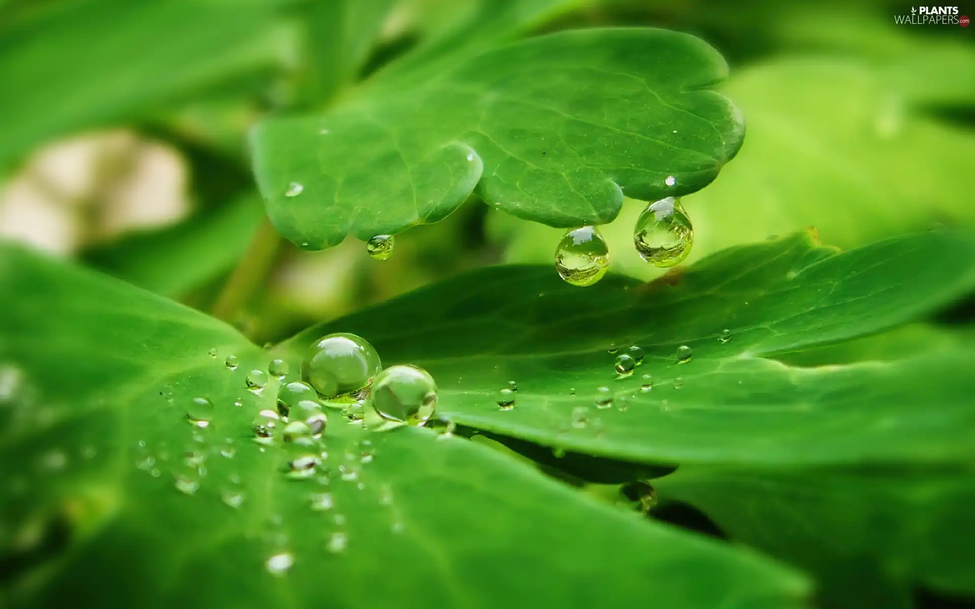 Rosy, The herb, droplets