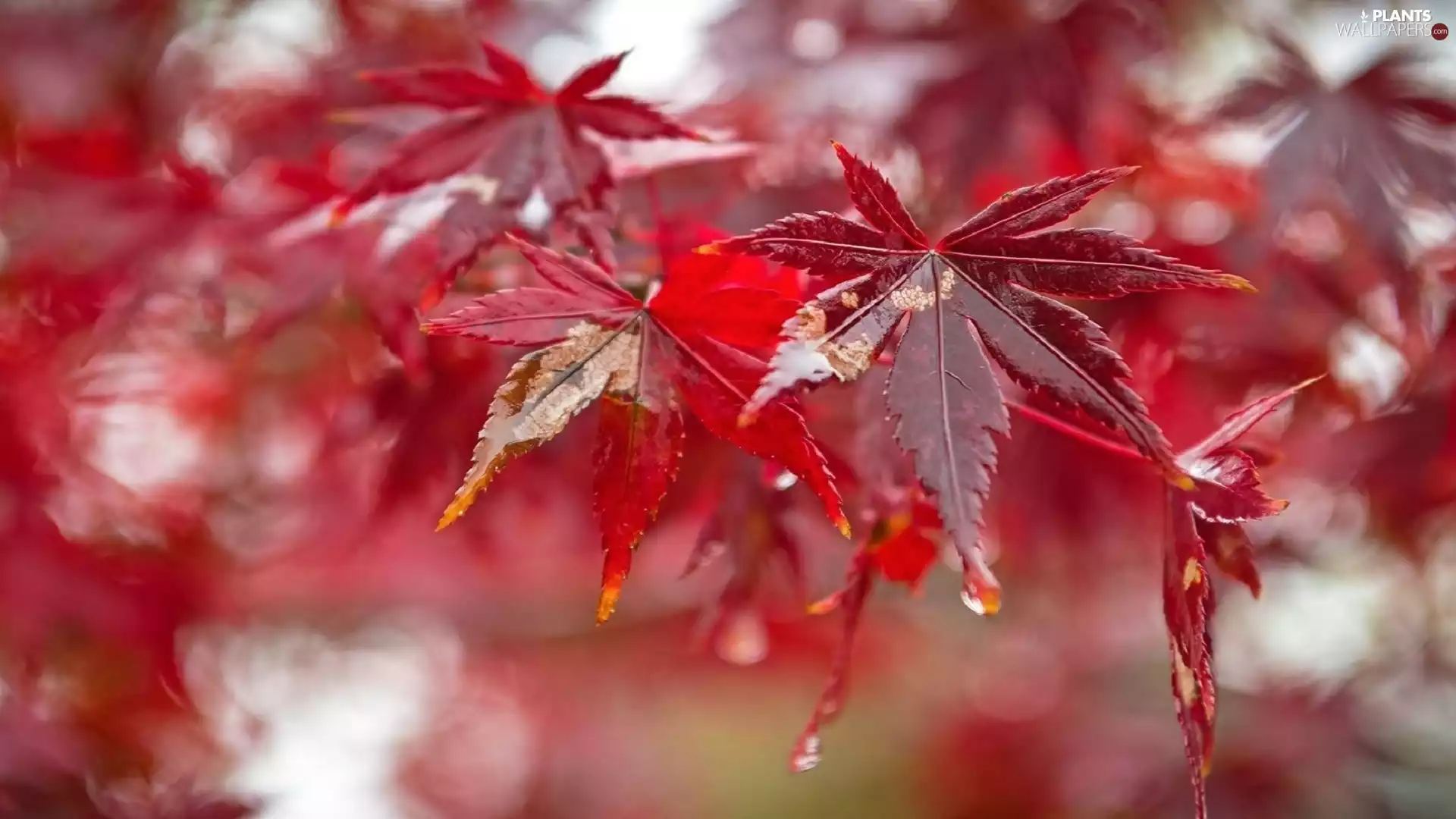 Leaf, drops, blurry background, maple