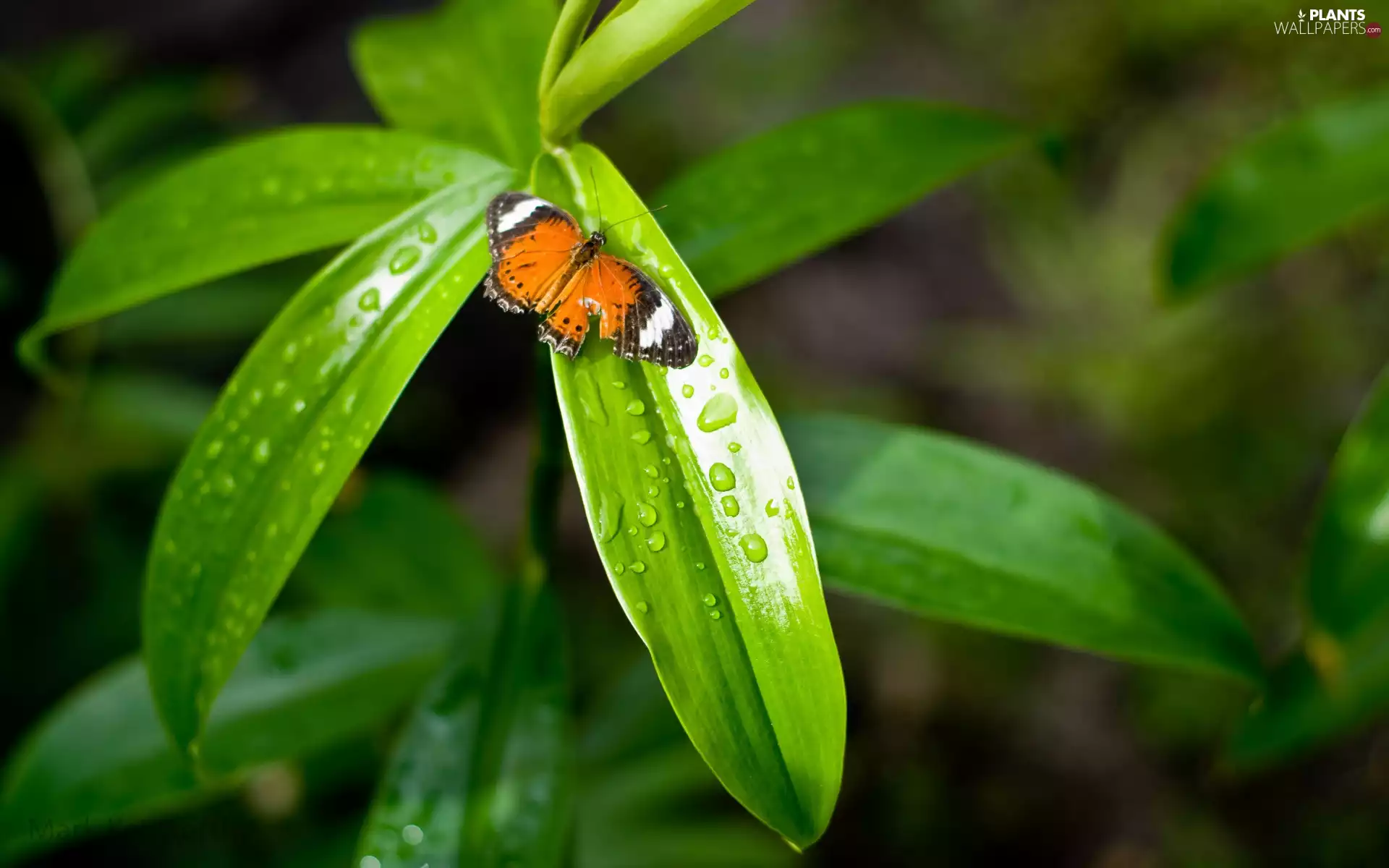 drops, Leaf, butterfly
