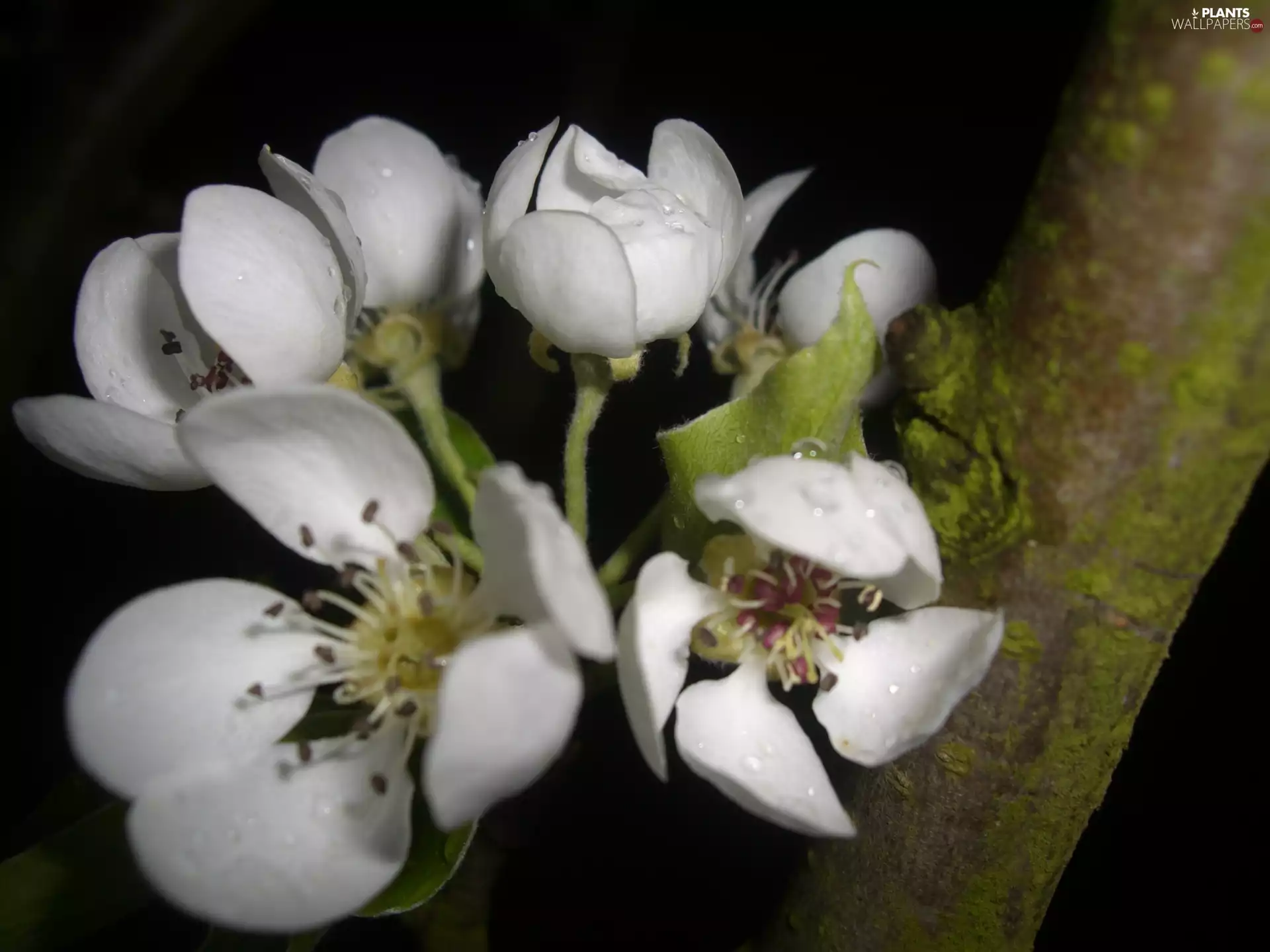 sapling, drops, Flowers, fruit, Pear