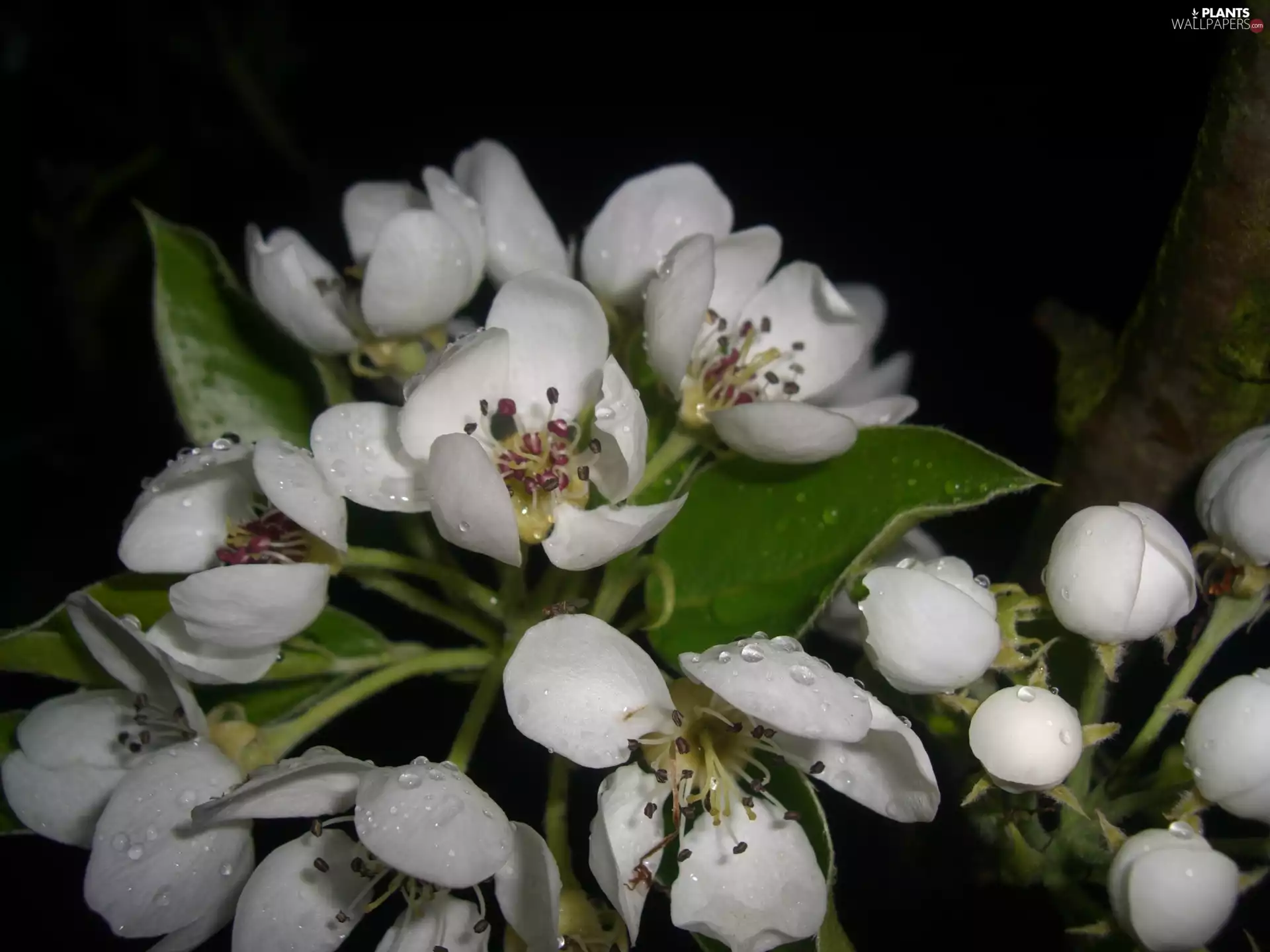 sapling, drops, Flowers, fruit, Pear