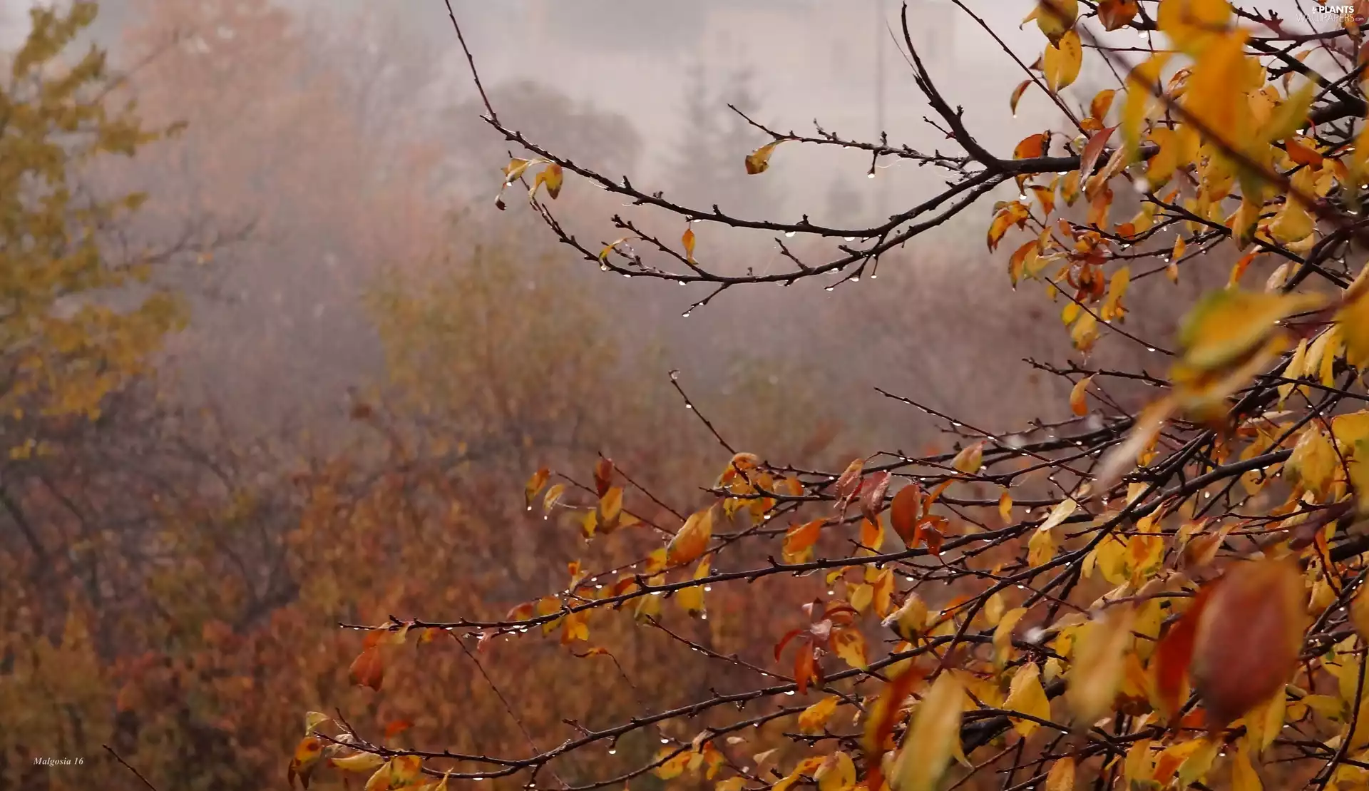autumn, drops, Fog, branch pics