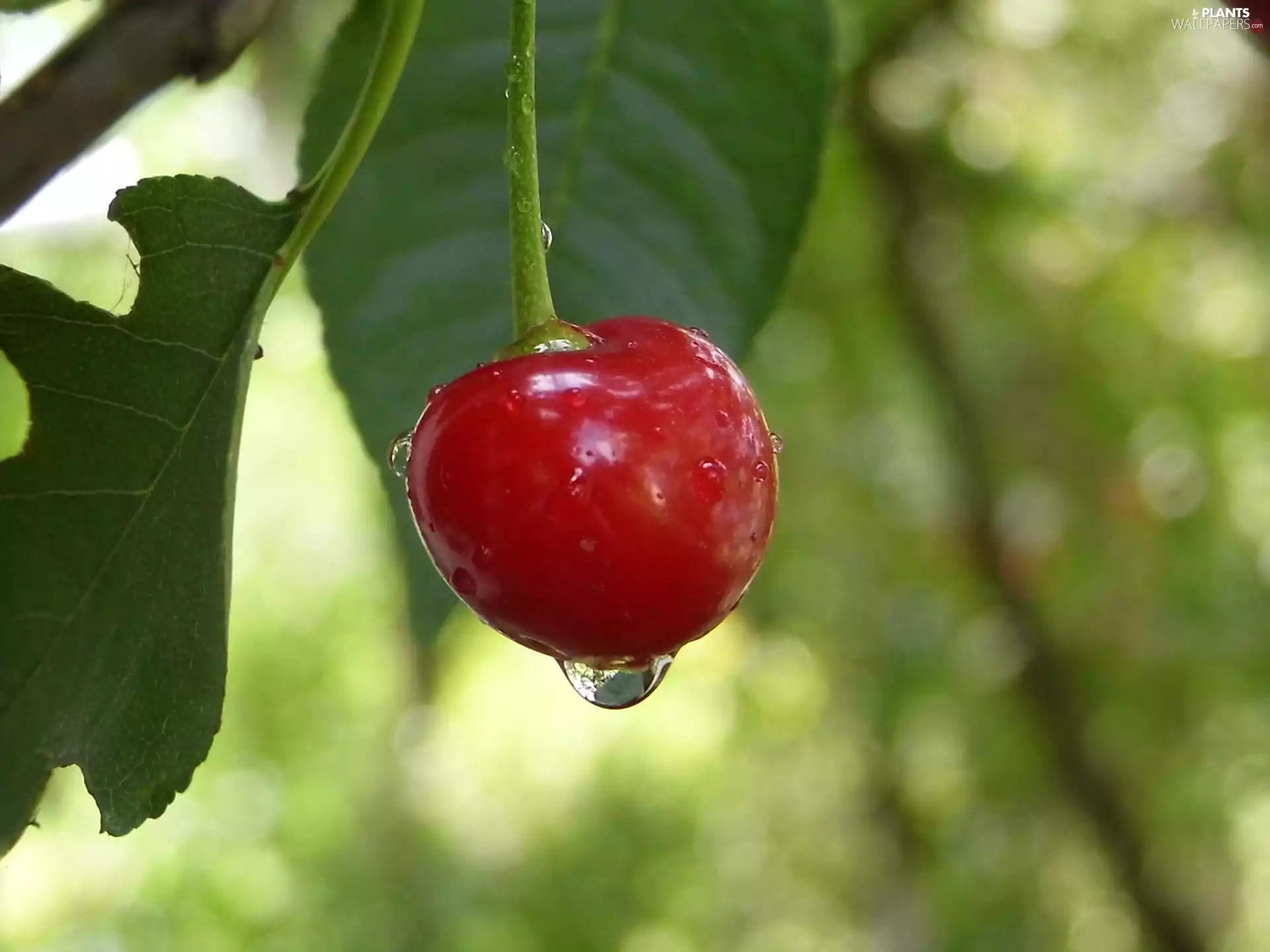 drops, cherry, fruit