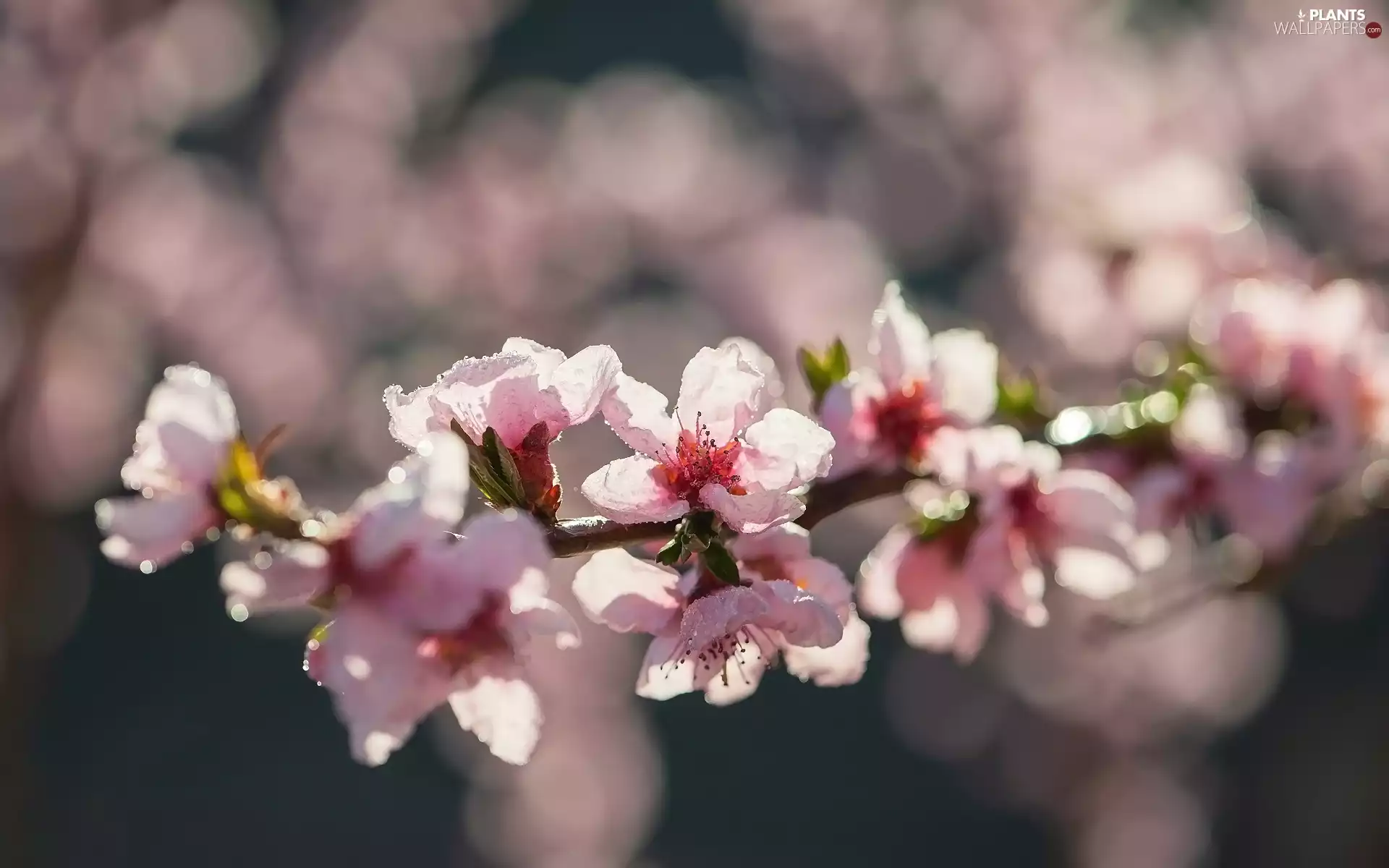 twig, drops, Fruit Tree, Flowers
